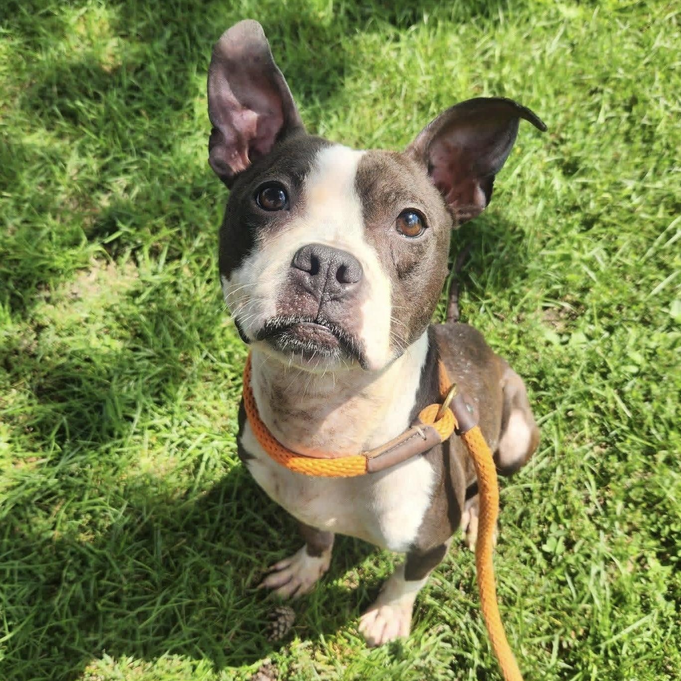 Enlarge Dinora, a Adoptable American Staffordshire Terrier in Naperville, IL image 2/5