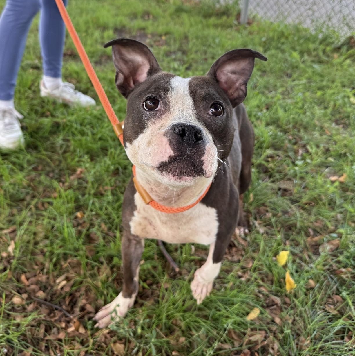 Enlarge Dinora, a Adoptable American Staffordshire Terrier in Naperville, IL image 4/5