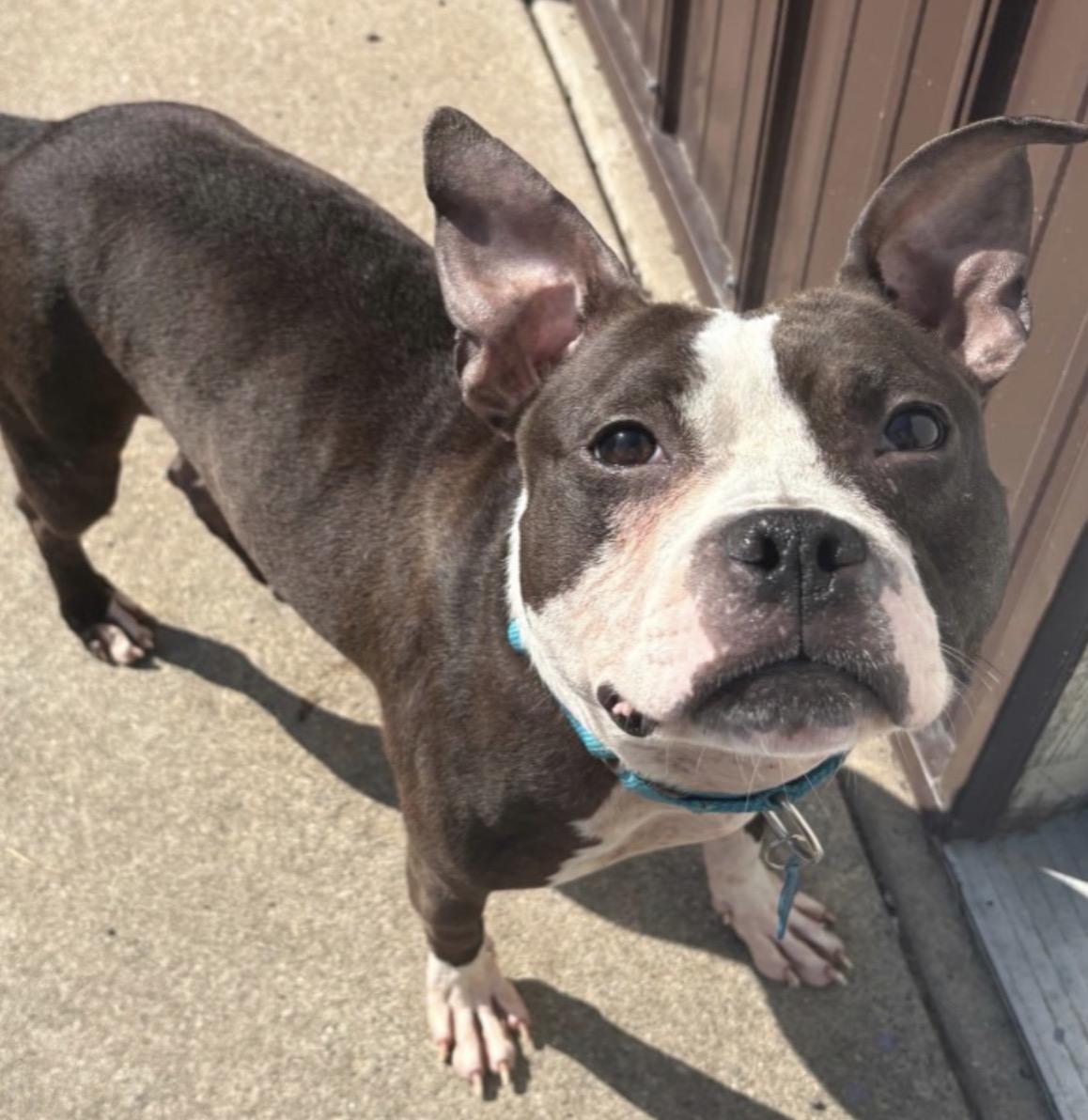 Dinora, Adoptable, Adult Female American Staffordshire Terrier.
