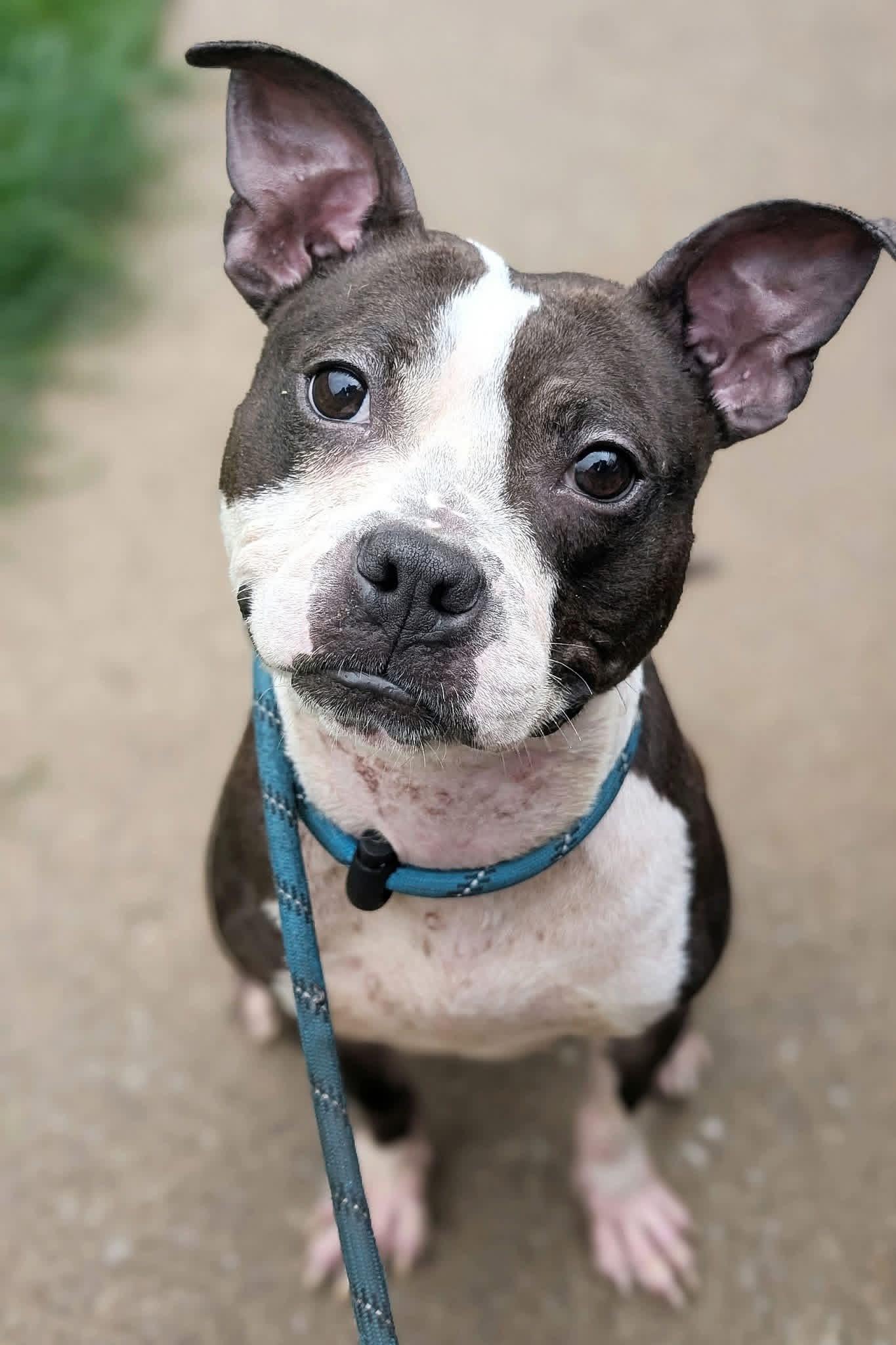 Enlarge Dinora, a Adoptable American Staffordshire Terrier in Naperville, IL image 5/5