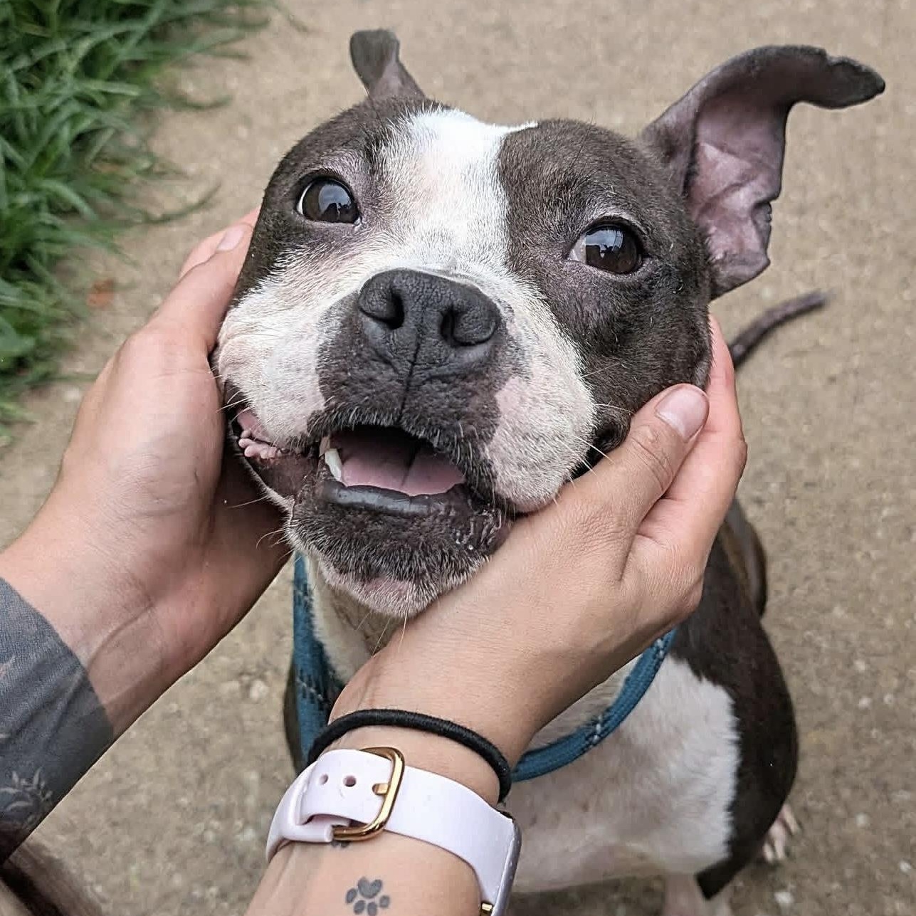 Enlarge Dinora, a Adoptable American Staffordshire Terrier in Naperville, IL image 3/5
