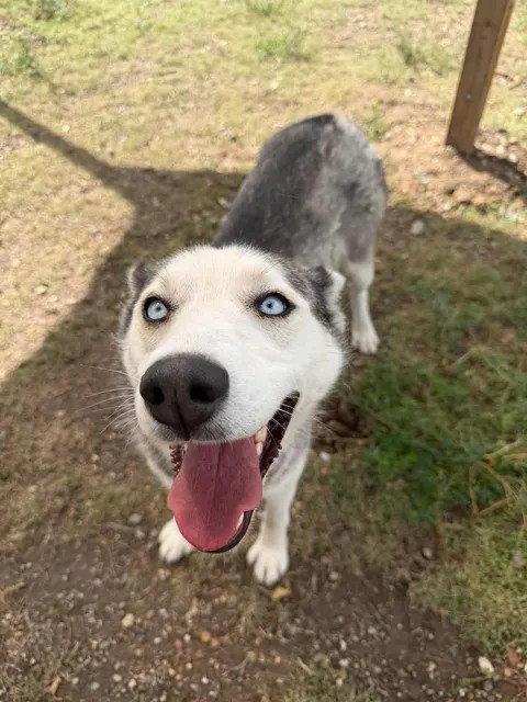 Enlarge Oona, a Adoptable Husky in Las Vegas, NM image 1/1
