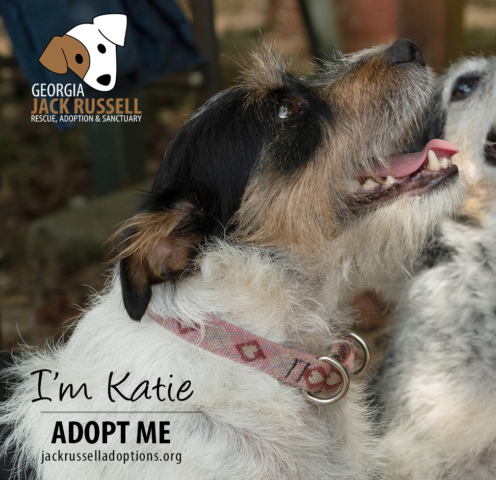 Enlarge Katie, a Adopted mixed breed in Conyers, GA image 2/3