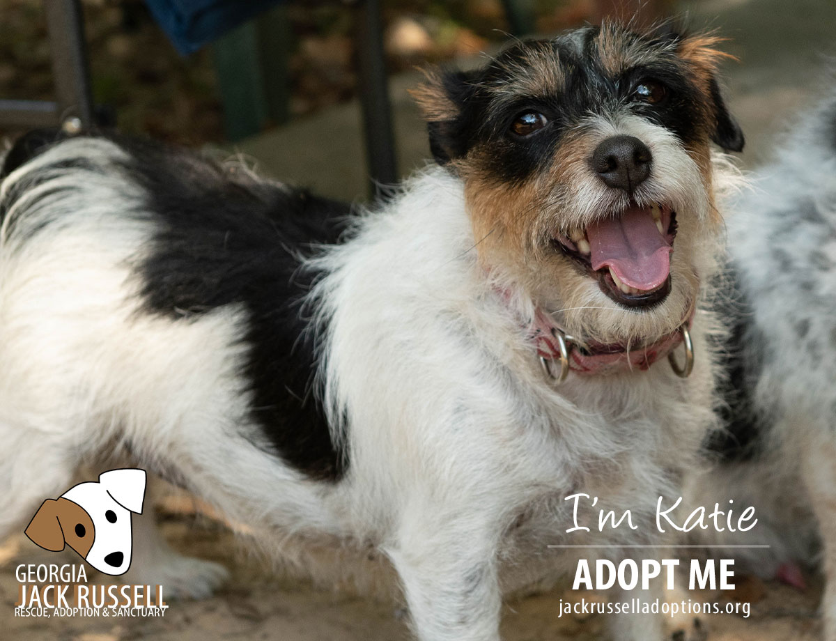 Enlarge Katie, a Adopted mixed breed in Conyers, GA image 1/3
