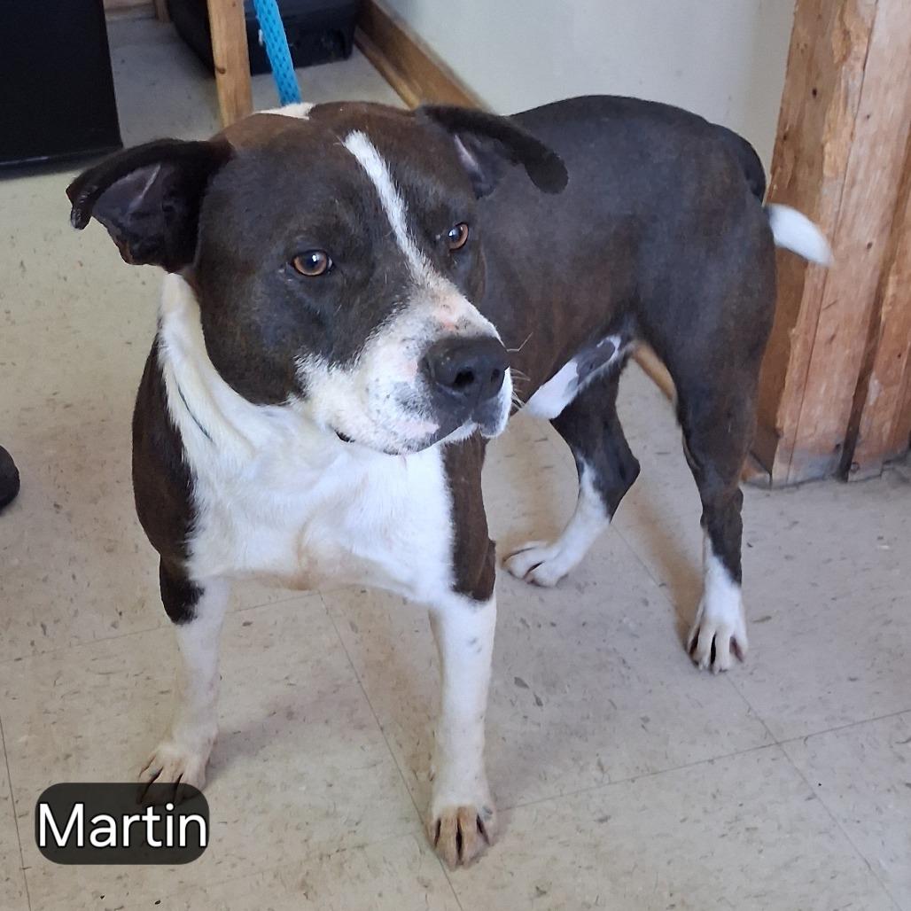 Martin, Adoptable, Adult Male Mixed Breed.
