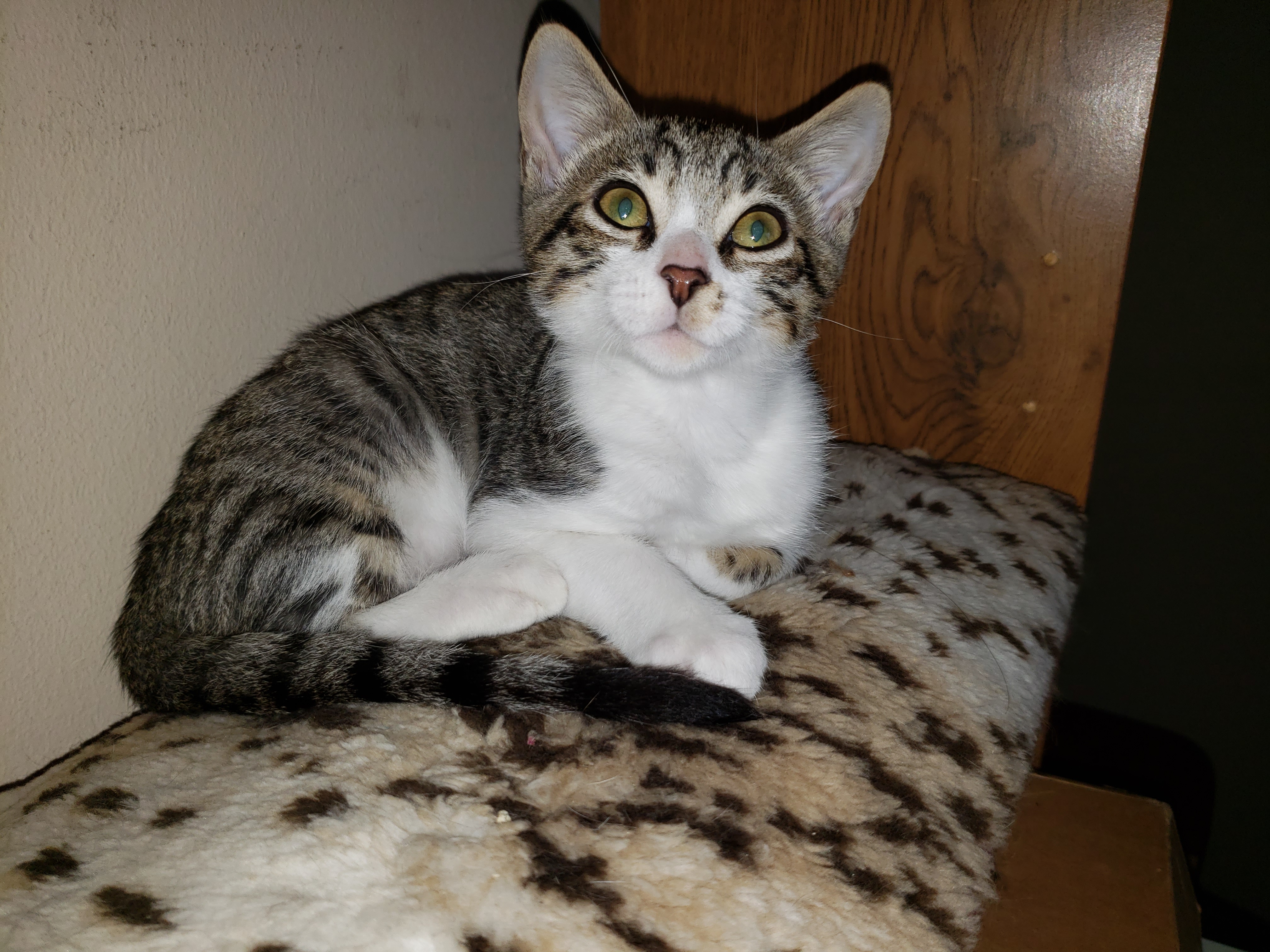 Cat for adoption TikTok, a Domestic Short Hair in Orange, CA Petfinder