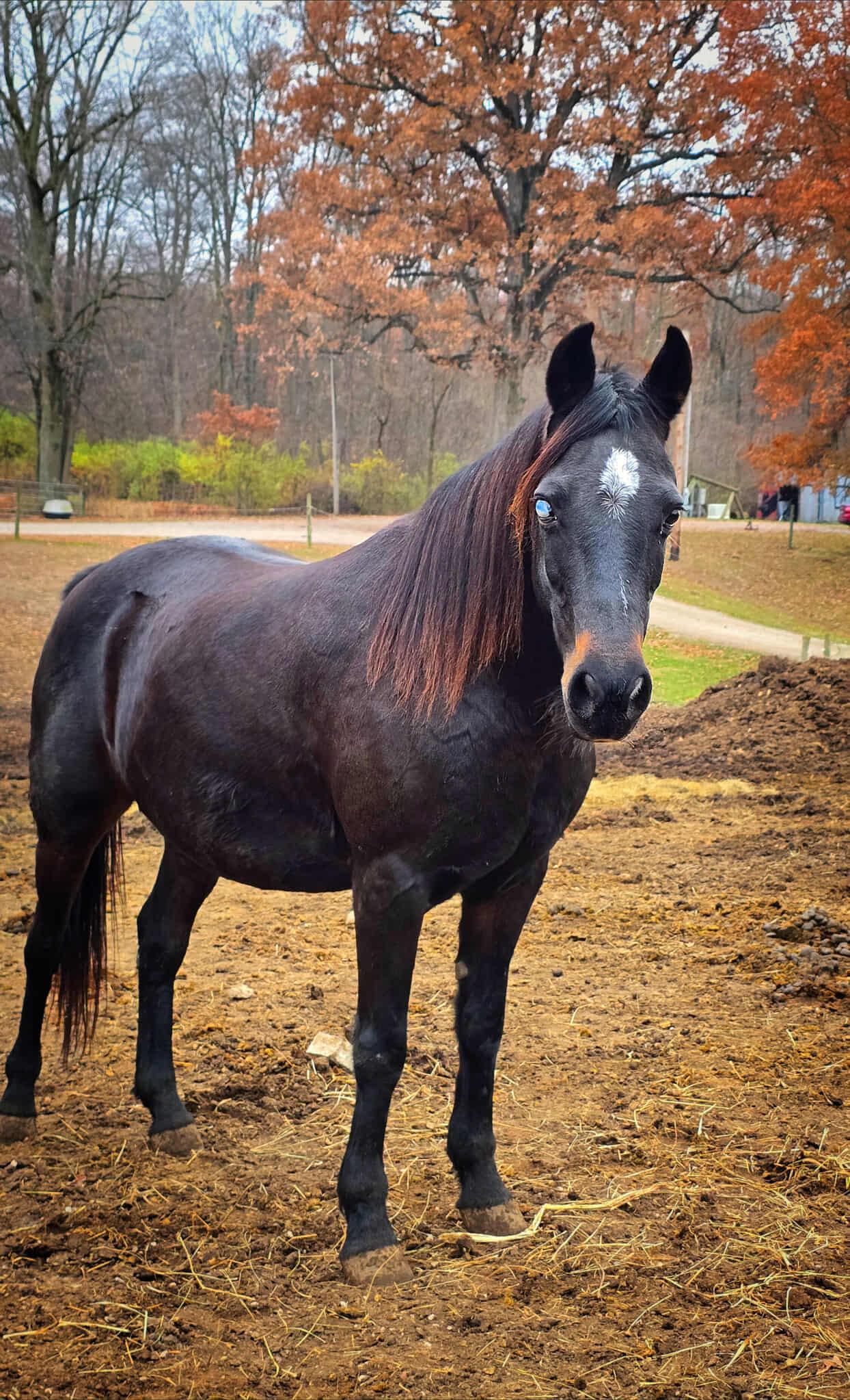 Monet, ADOPTABLE, Adult Female Grade.