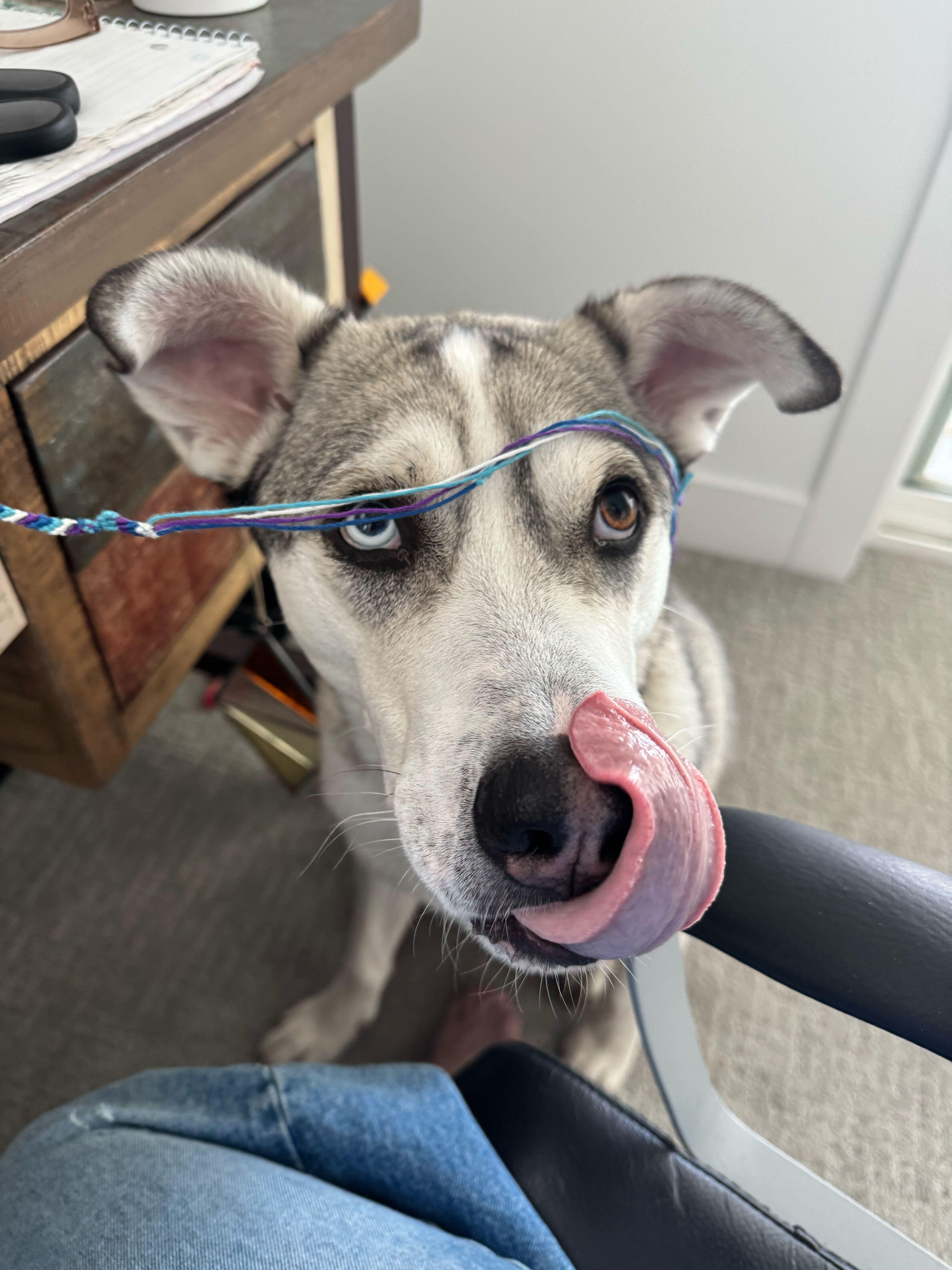 Enlarge Bruce, a Adoptable mixed breed in Cottonwood Heights, UT image 1/6
