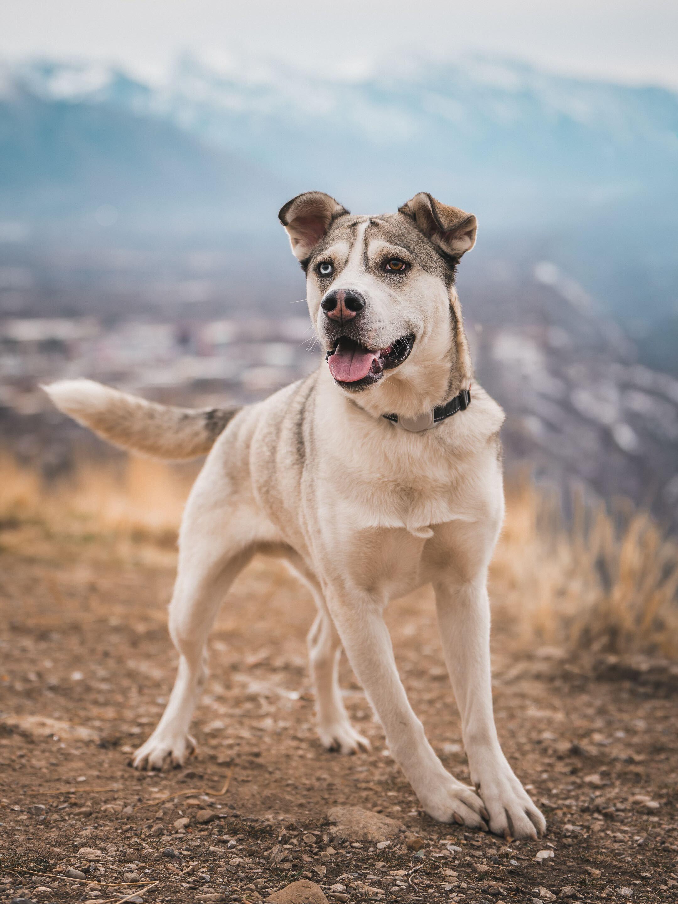 Enlarge Bruce, a Adoptable mixed breed in Cottonwood Heights, UT image 2/6