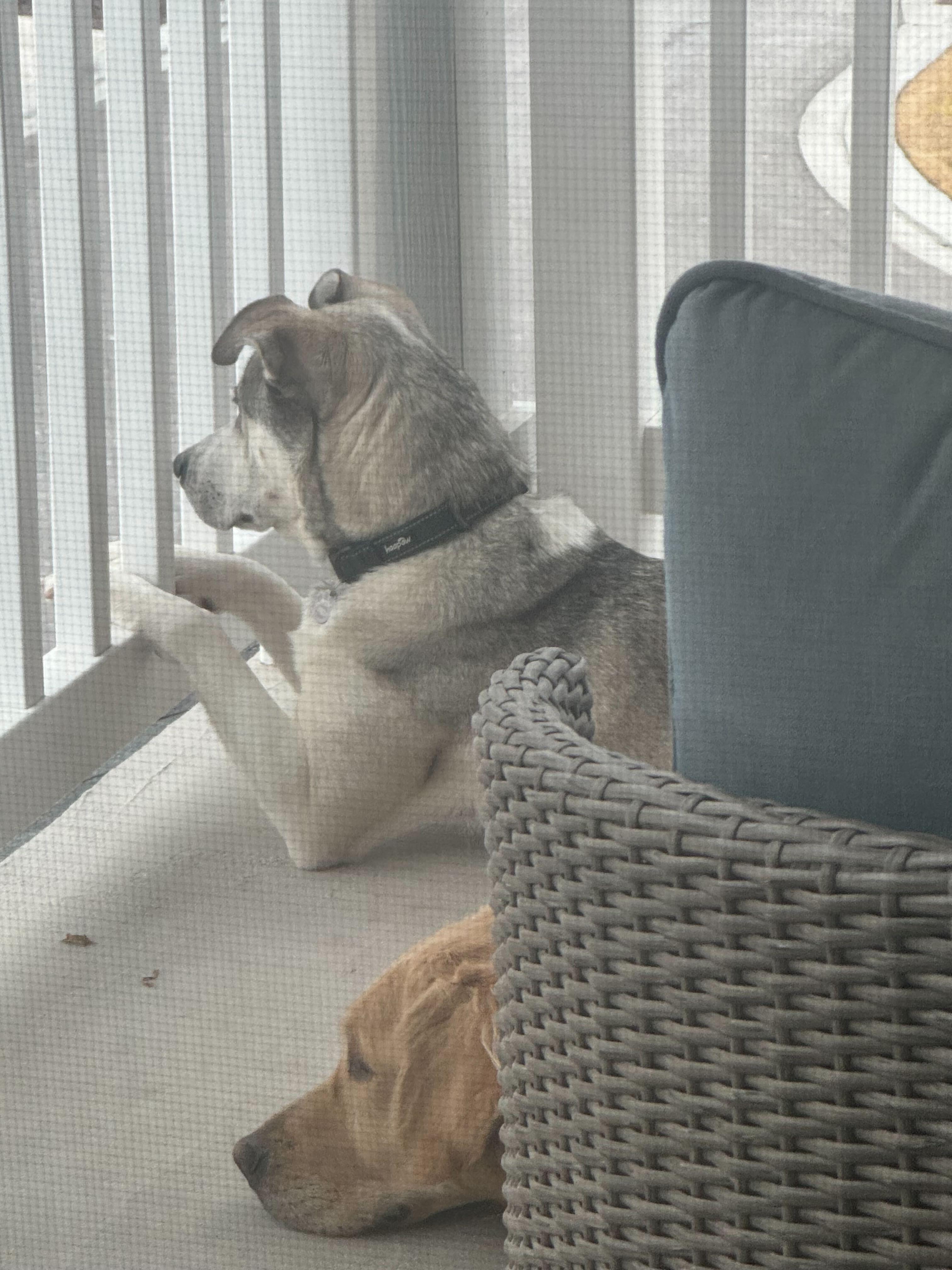 Enlarge Bruce, a Adoptable mixed breed in Cottonwood Heights, UT image 2/6