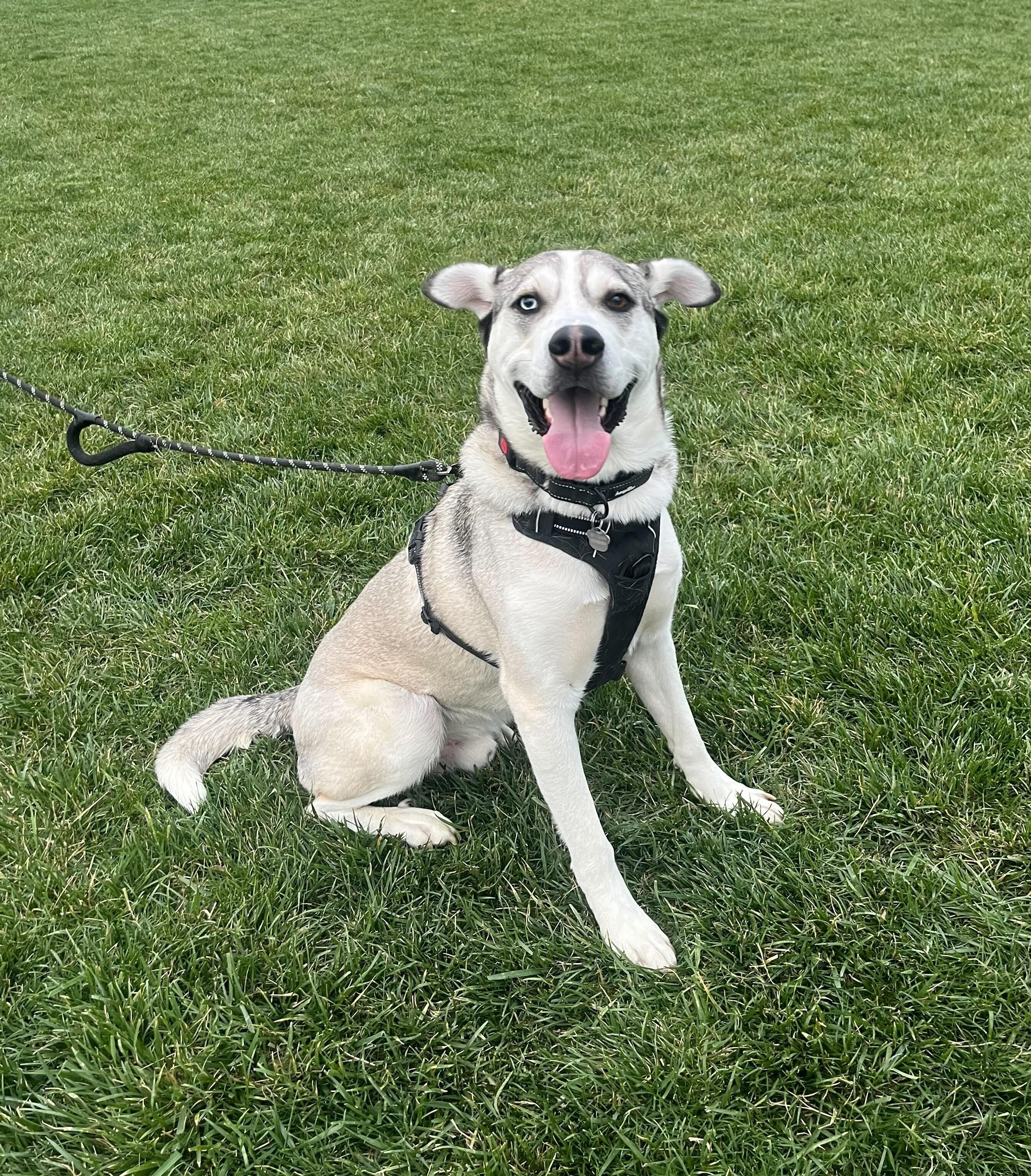Enlarge Bruce, a Adoptable mixed breed in Cottonwood Heights, UT image 2/6