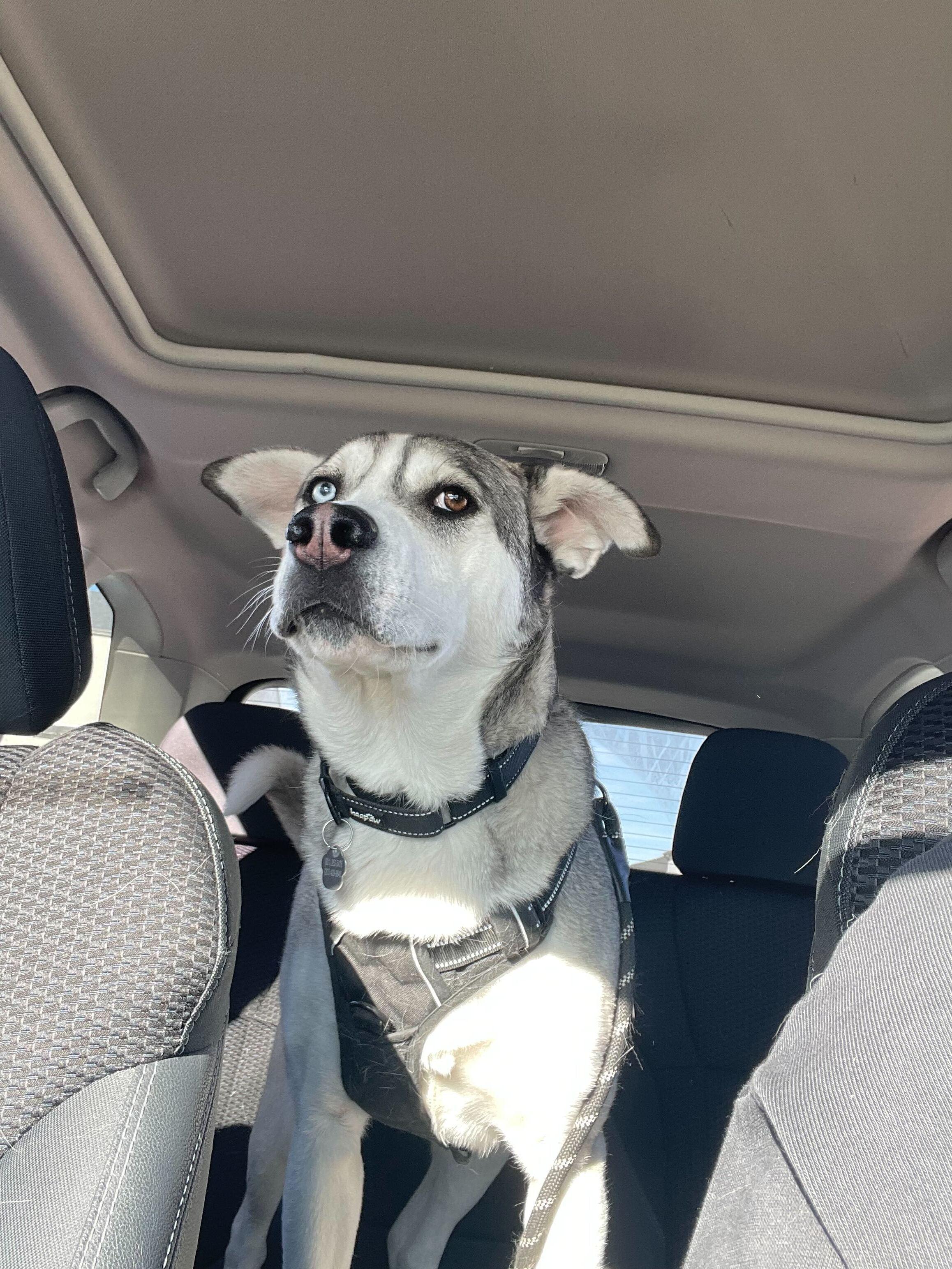 Enlarge Bruce, a Adoptable mixed breed in Cottonwood Heights, UT image 3/6