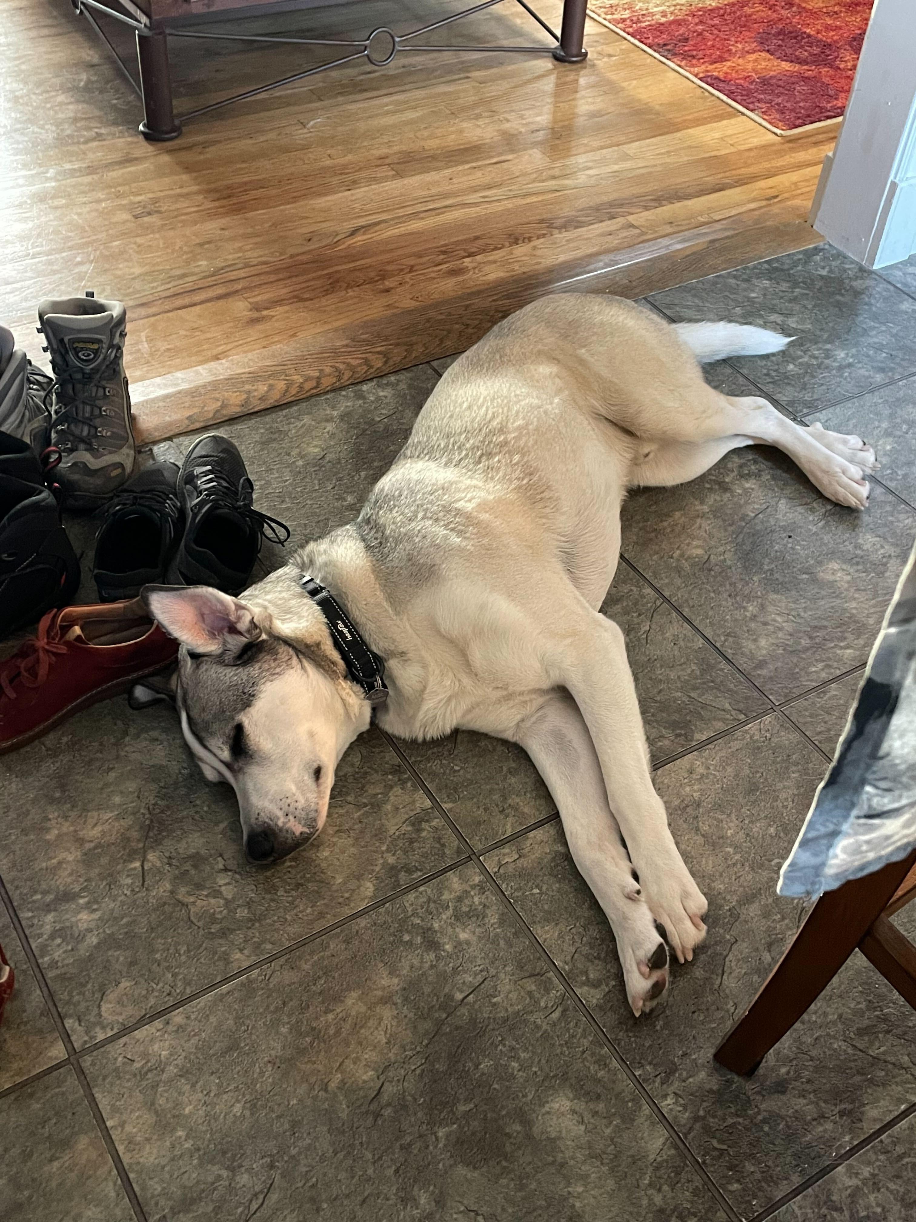 Enlarge Bruce, a Adoptable mixed breed in Cottonwood Heights, UT image 4/6