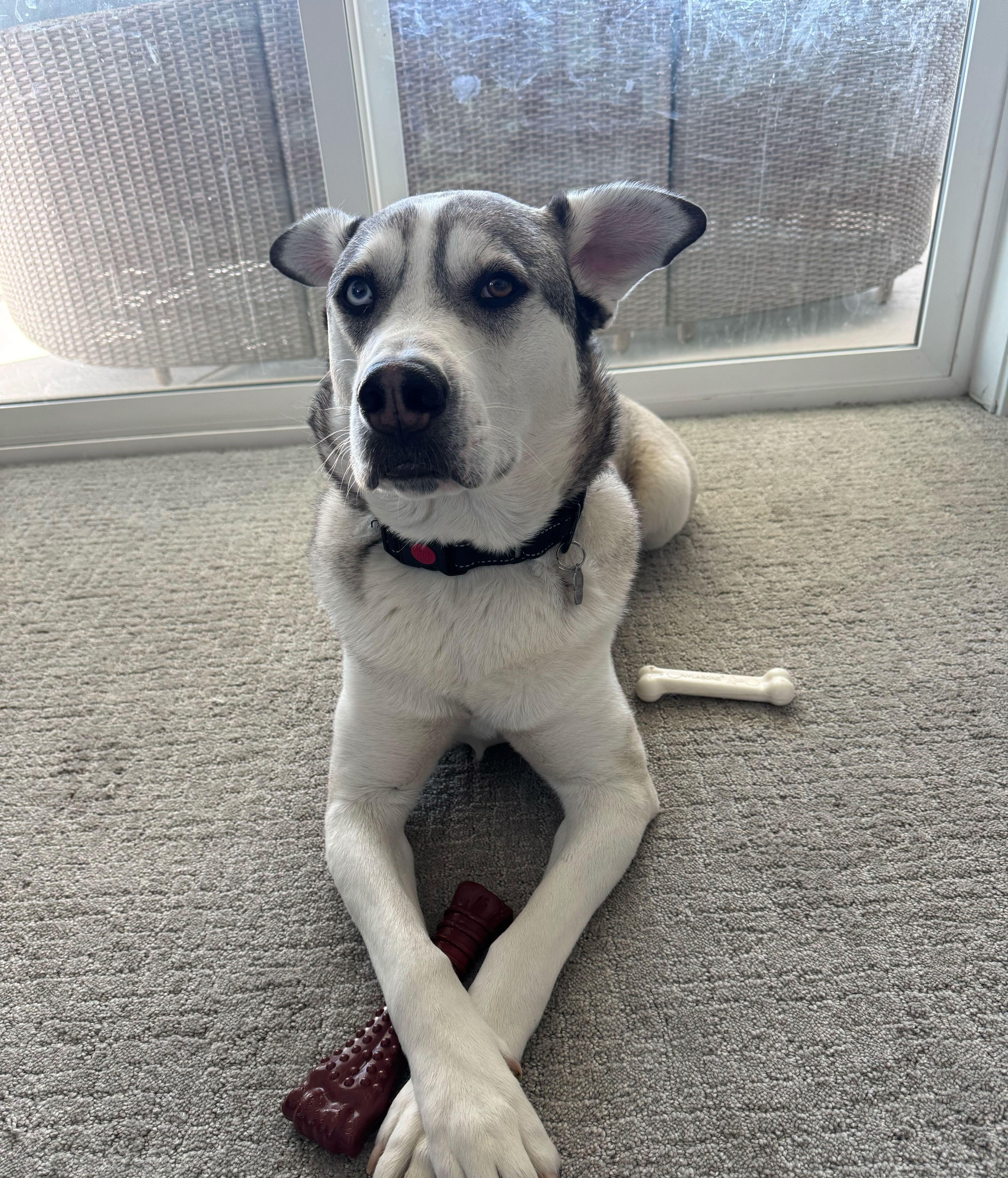 Enlarge Bruce, a Adoptable mixed breed in Cottonwood Heights, UT image 5/6