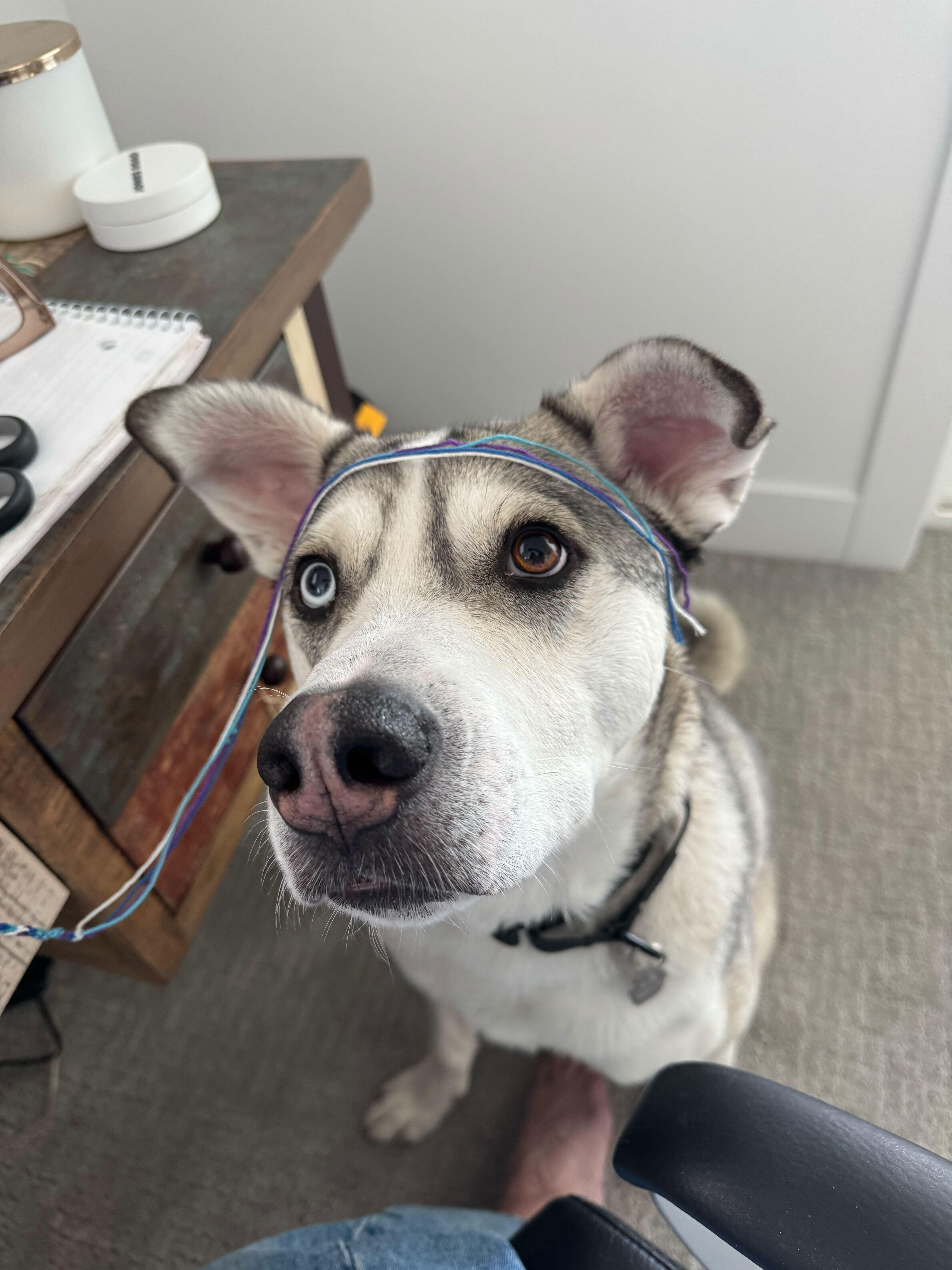 Enlarge Bruce, a Adoptable mixed breed in Cottonwood Heights, UT image 3/6