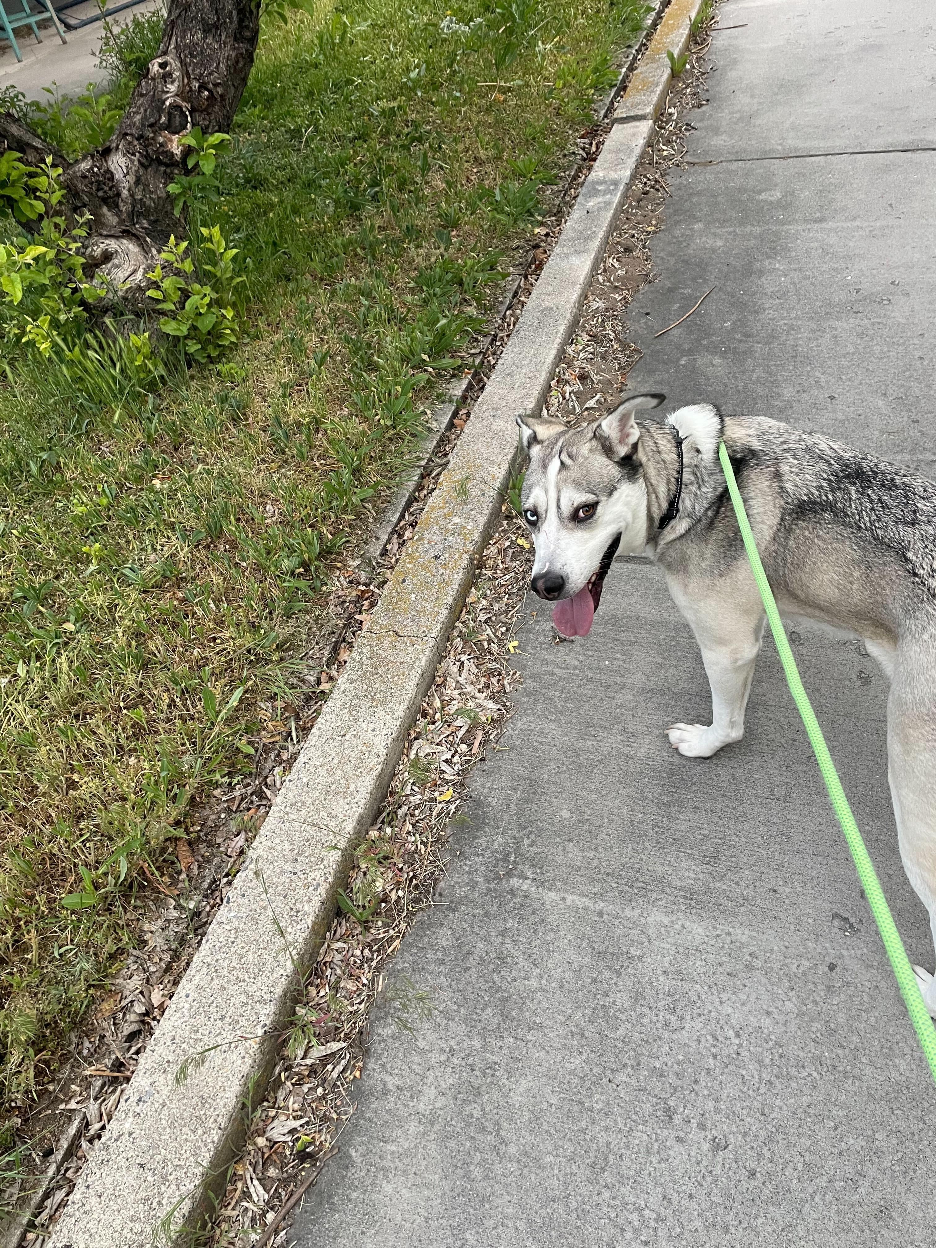 Enlarge Bruce, a Adoptable mixed breed in Cottonwood Heights, UT image 6/6