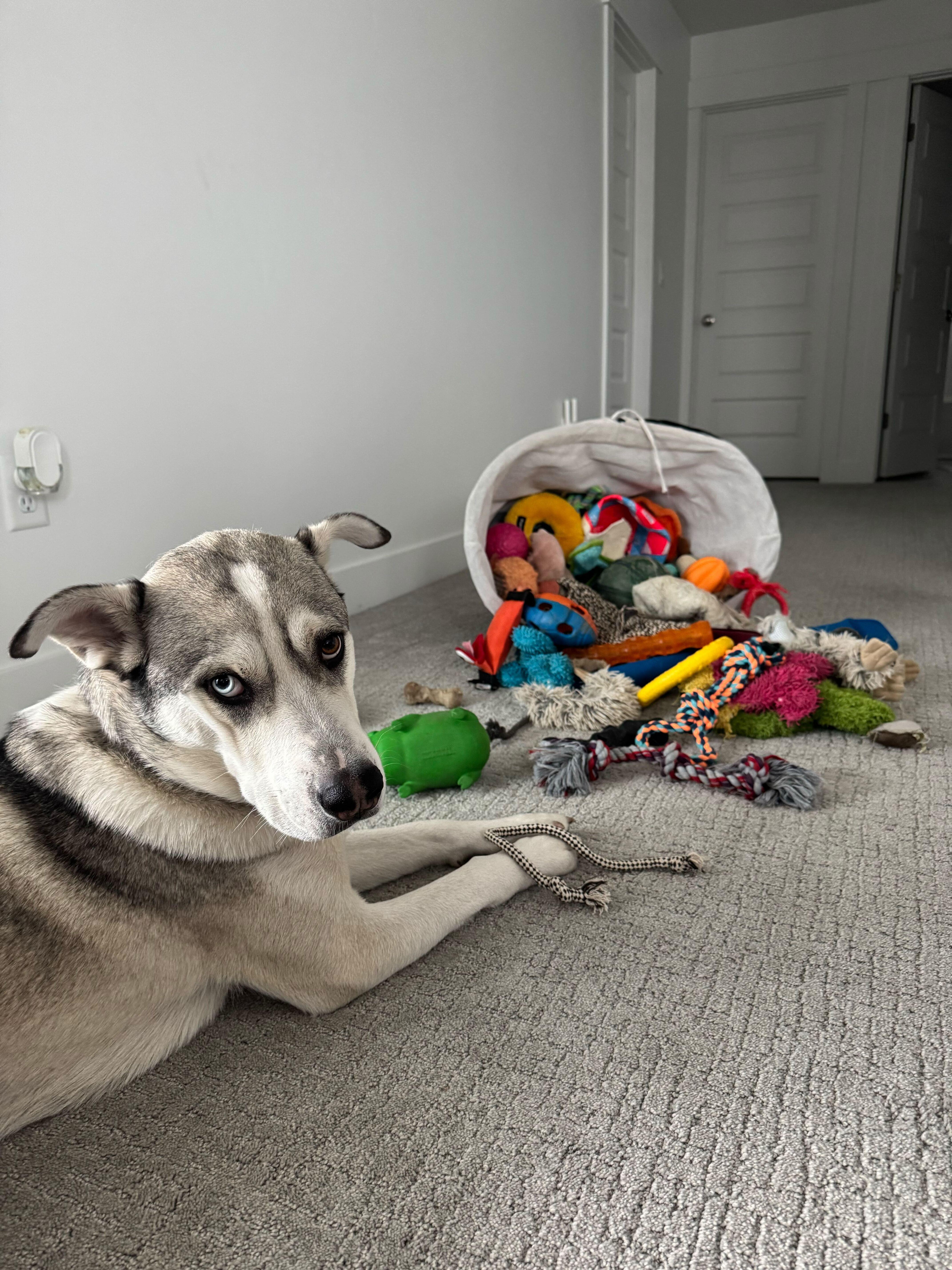 Enlarge Bruce, a Adoptable mixed breed in Cottonwood Heights, UT image 4/6