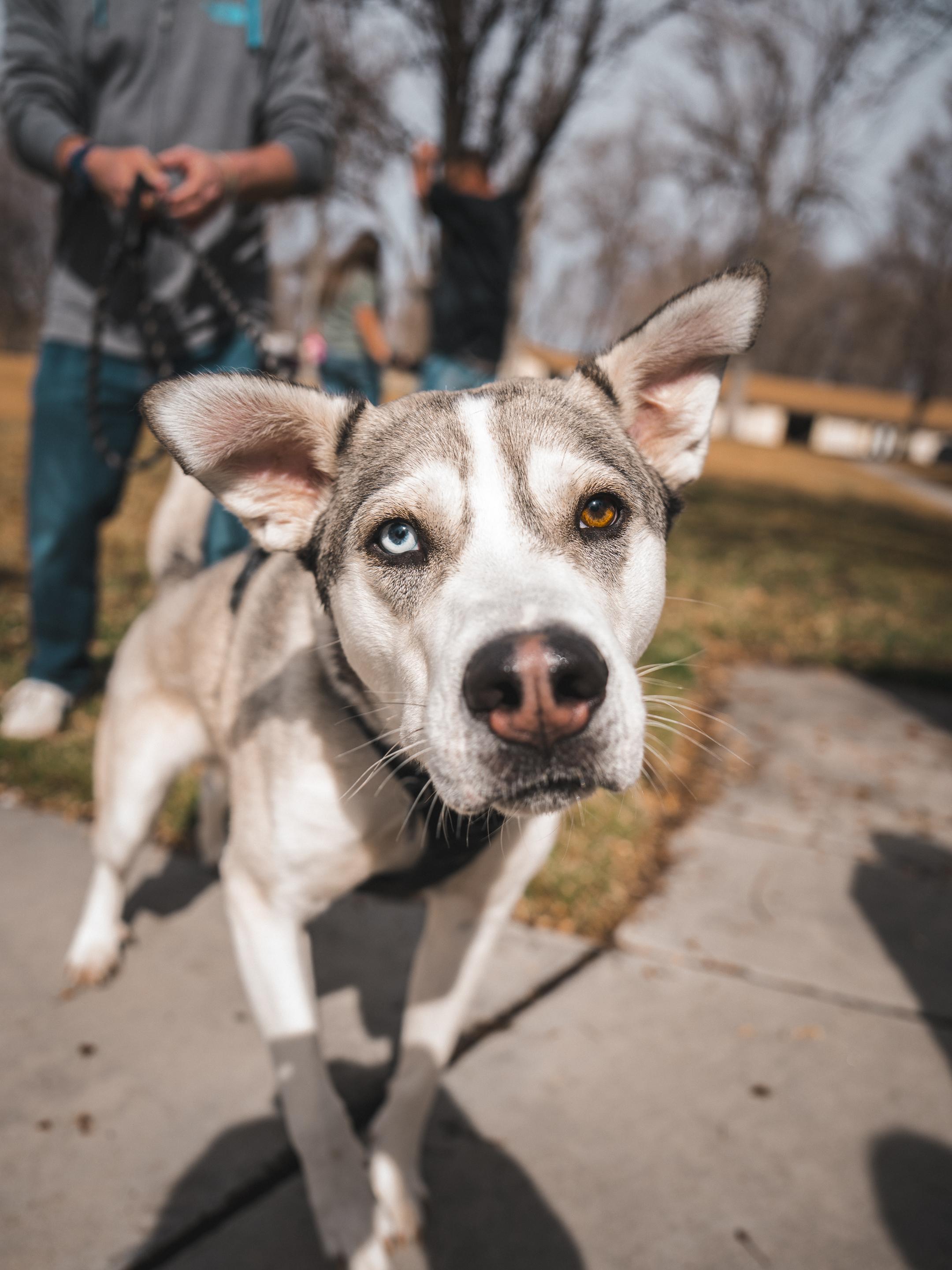Enlarge Bruce, a Adoptable mixed breed in Cottonwood Heights, UT image 4/6