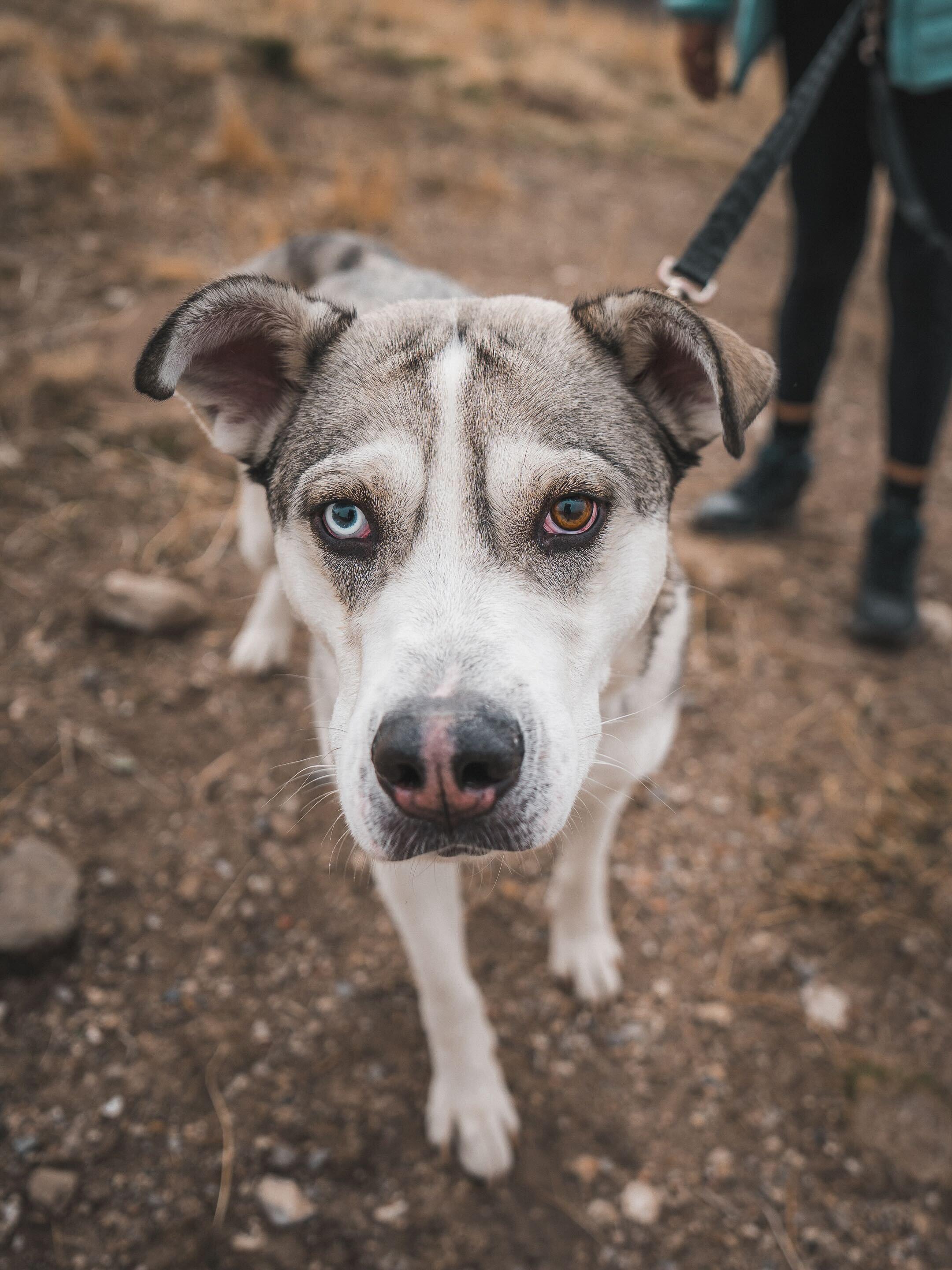 Enlarge Bruce, a Adoptable mixed breed in Cottonwood Heights, UT image 5/6