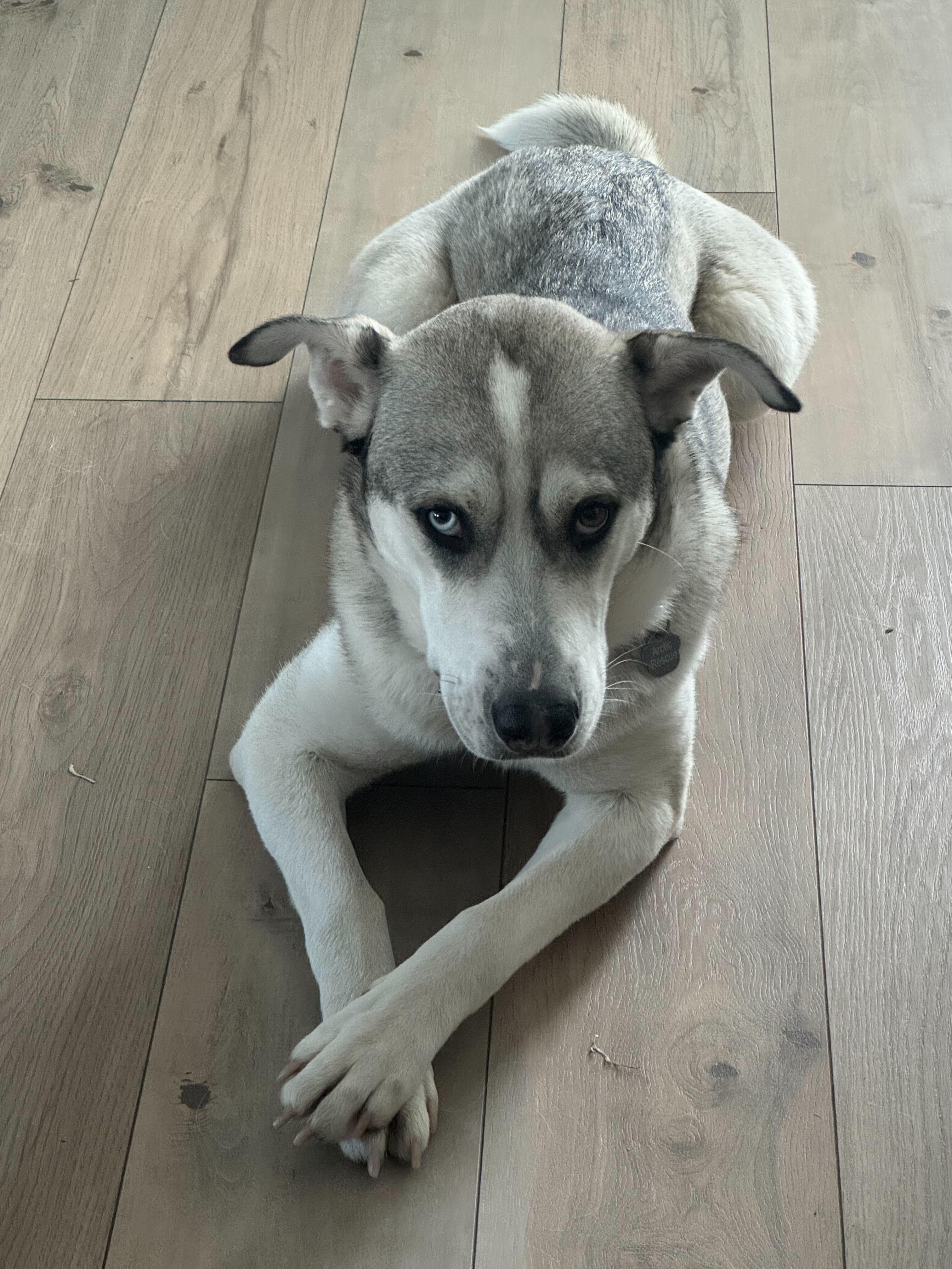 Enlarge Bruce, a Adoptable mixed breed in Cottonwood Heights, UT image 6/6