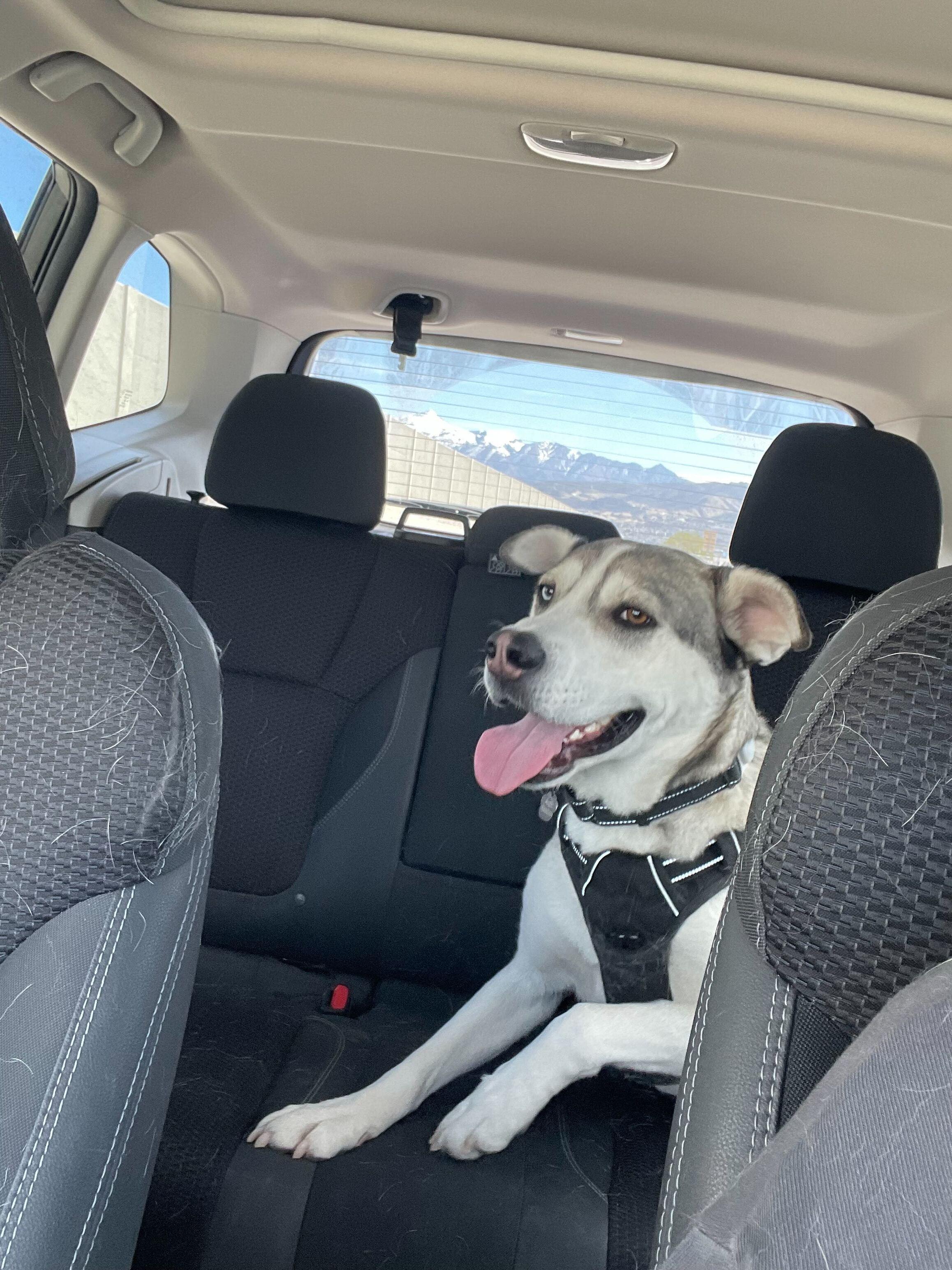 Enlarge Bruce, a Adoptable mixed breed in Cottonwood Heights, UT image 6/6