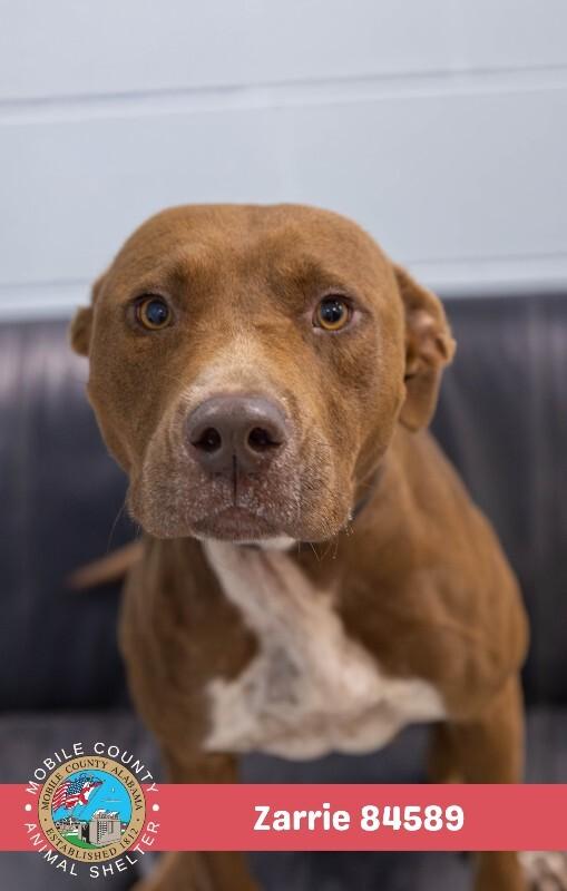 Zarrie, a Adoptable Mixed Breed in Mobile, AL image 1/2