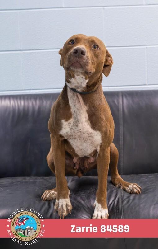 Zarrie, a Adoptable Mixed Breed in Mobile, AL image 2/2