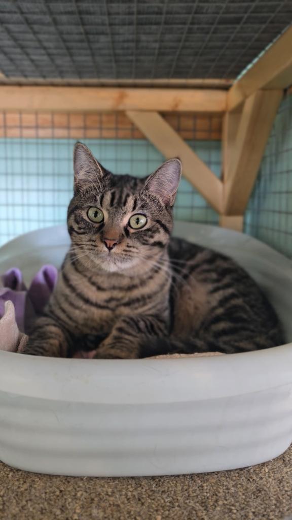 Sarah, Adoptable, Kitten Female Domestic Short Hair.