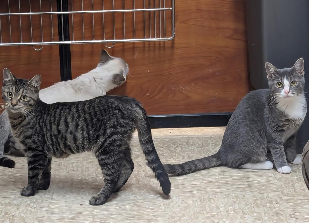 Sarah, Adoptable, Young Female Domestic Short Hair.