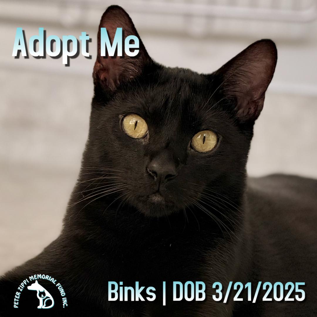 Binks, ADOPTABLE, Young Male Domestic Short Hair & Bombay.