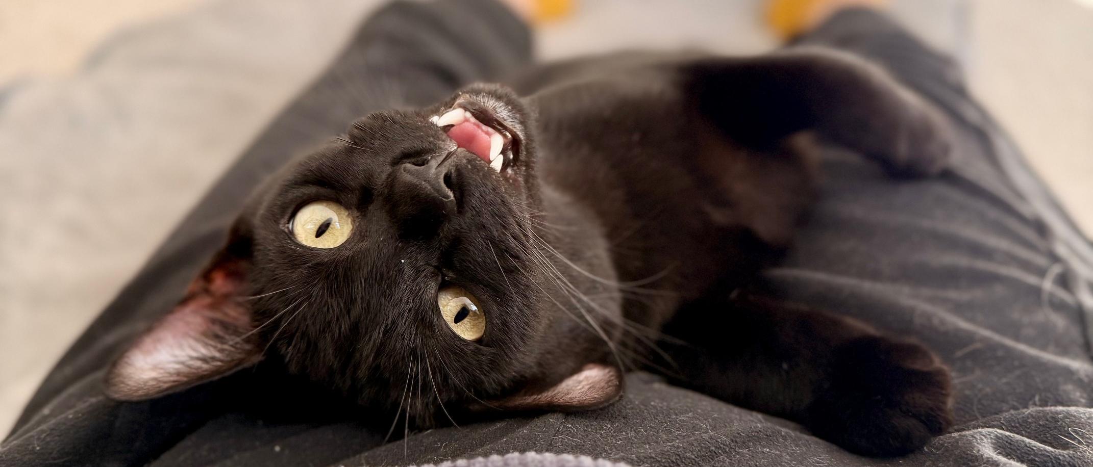 Binks, a ADOPTABLE mixed breed in Hermosa Beach, CA image 2/6