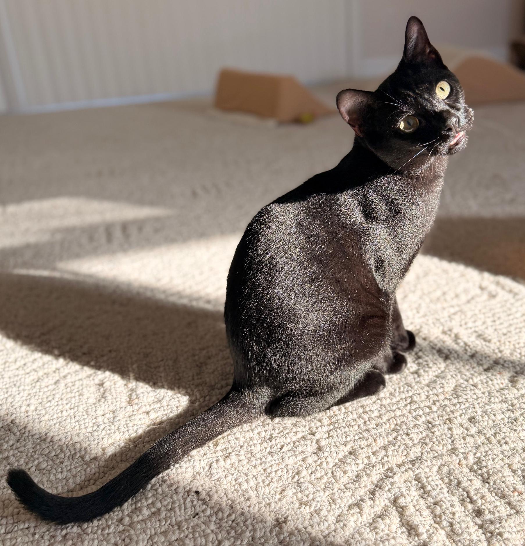 Binks, a ADOPTABLE mixed breed in Hermosa Beach, CA image 3/6