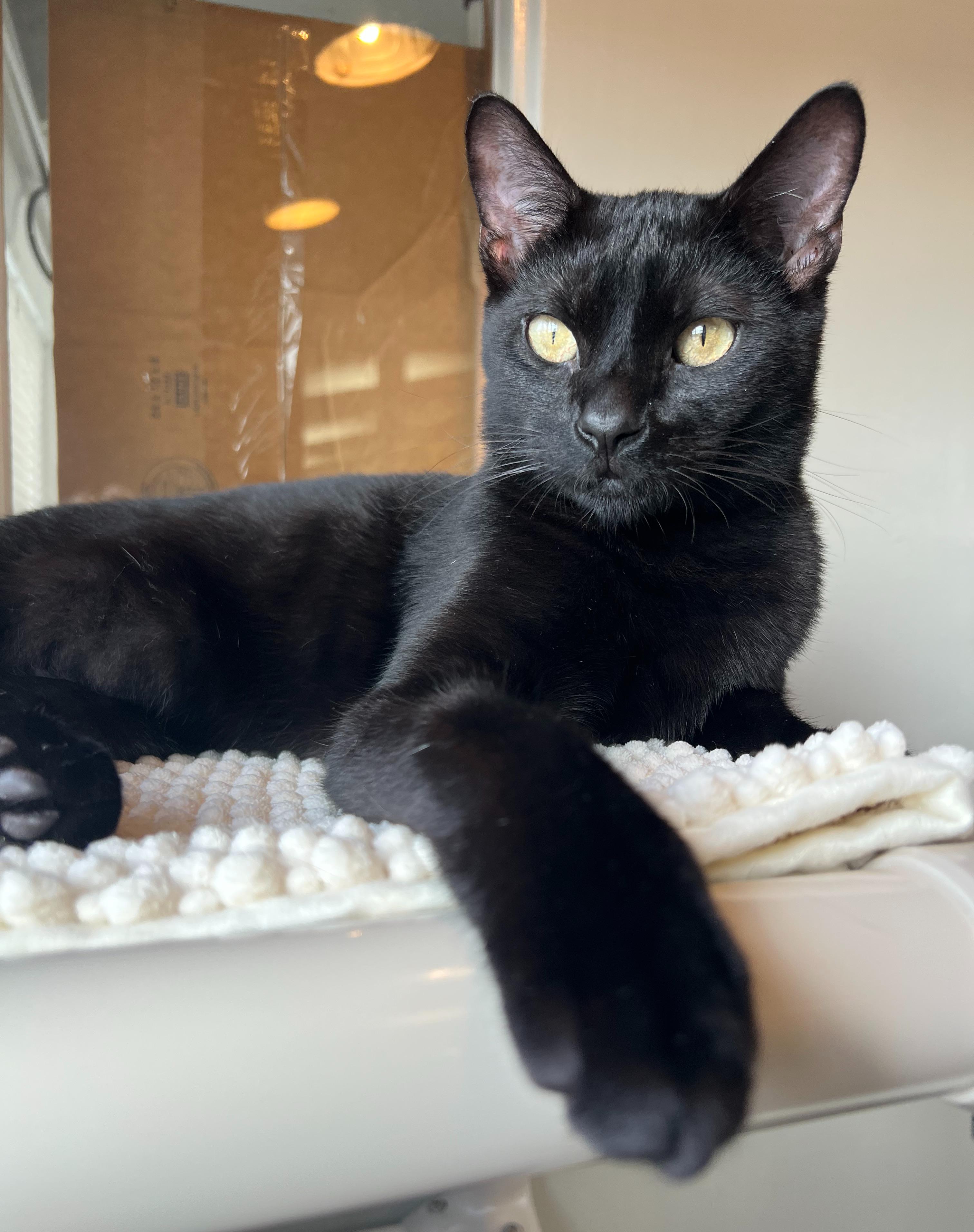 Binks, a ADOPTABLE mixed breed in Hermosa Beach, CA image 4/6