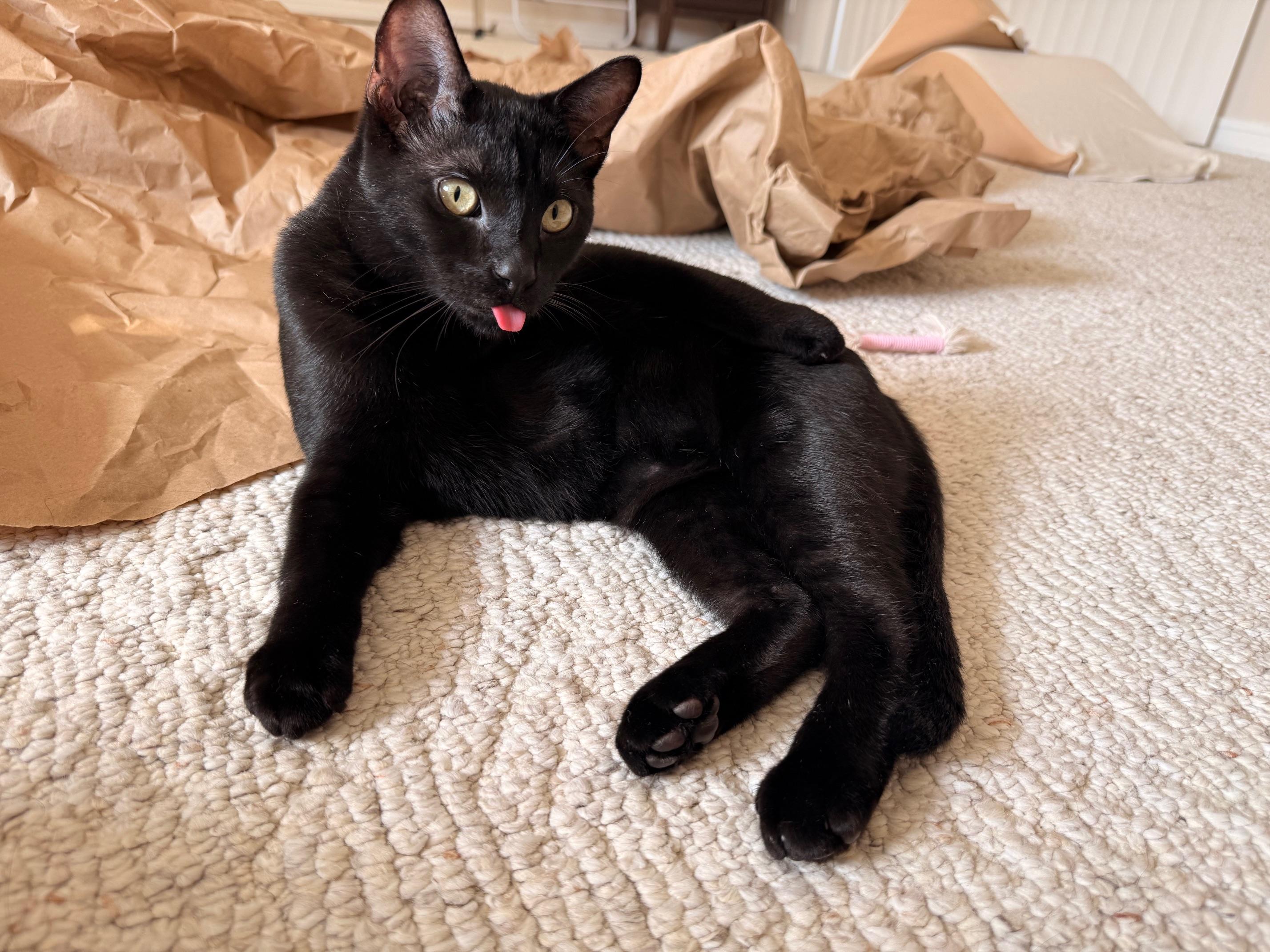 Binks, a ADOPTABLE mixed breed in Hermosa Beach, CA image 5/6