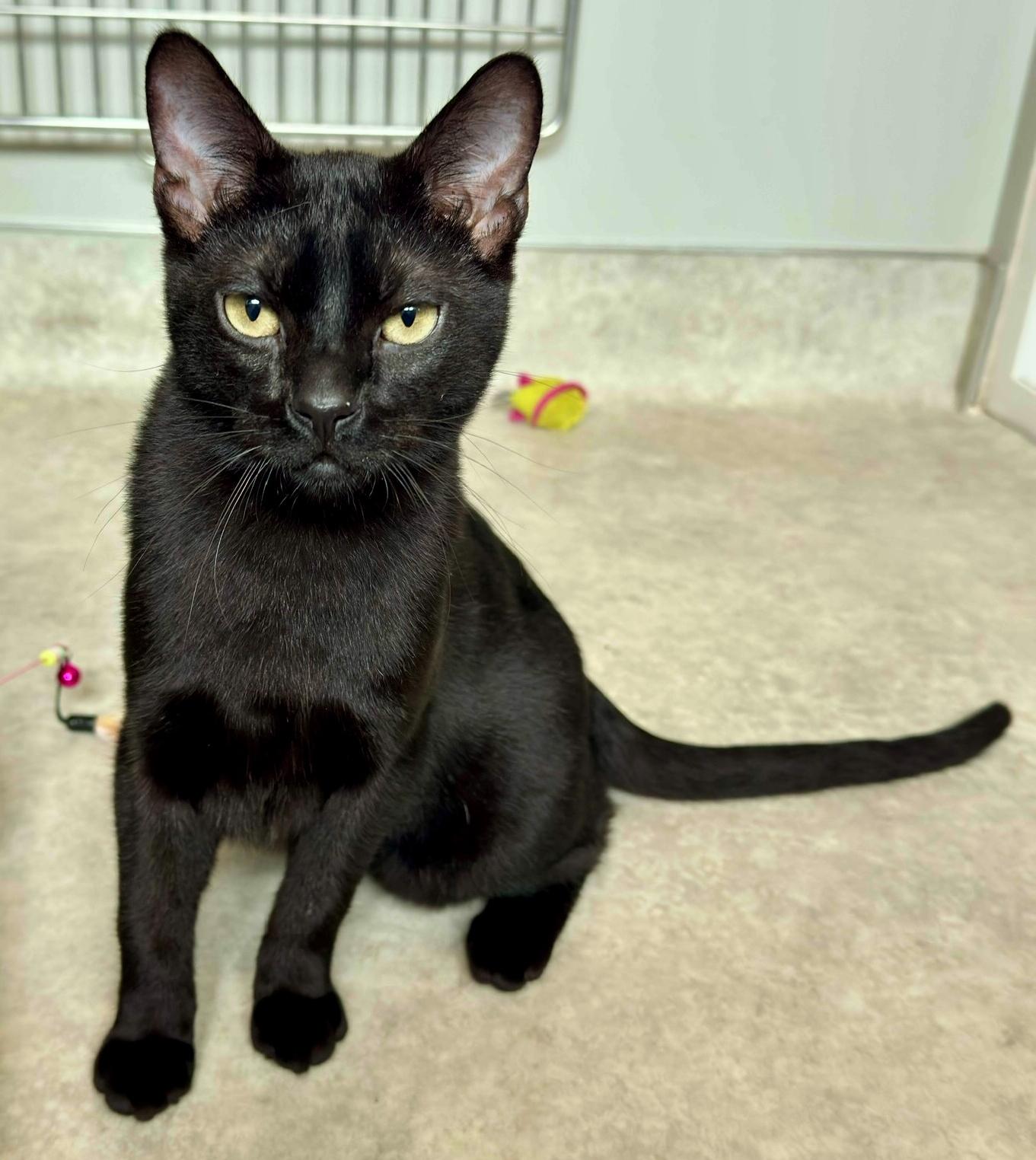 Binks, a ADOPTABLE mixed breed in Hermosa Beach, CA image 6/6