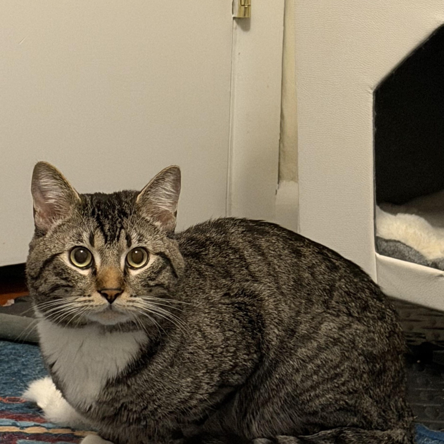 Otis and Theo- read the story, ADOPTABLE, Kitten Male Domestic Short Hair.