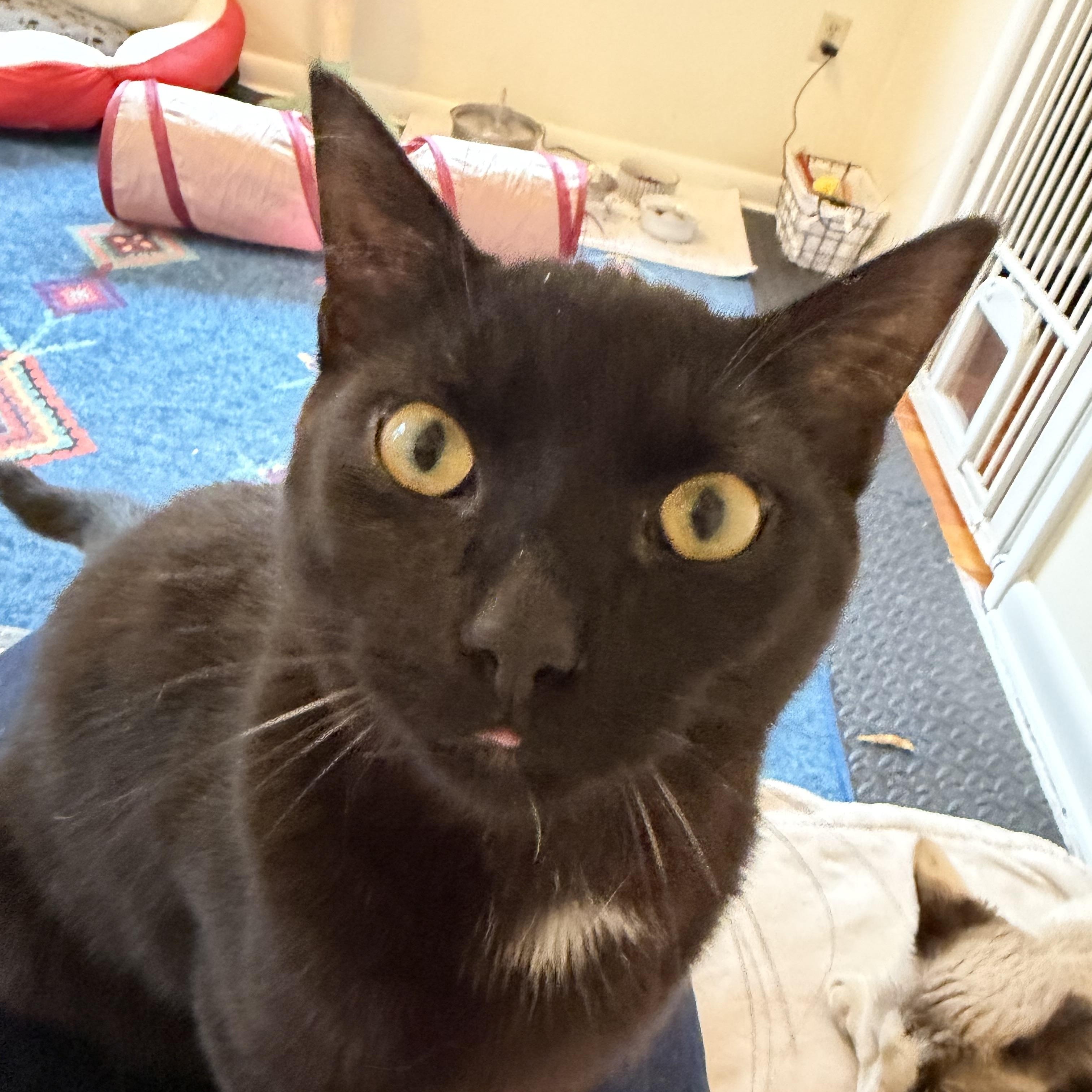 Enlarge Otis and Theo- read the story, an adopted Domestic Short Hair in Portland, OR image 2/4