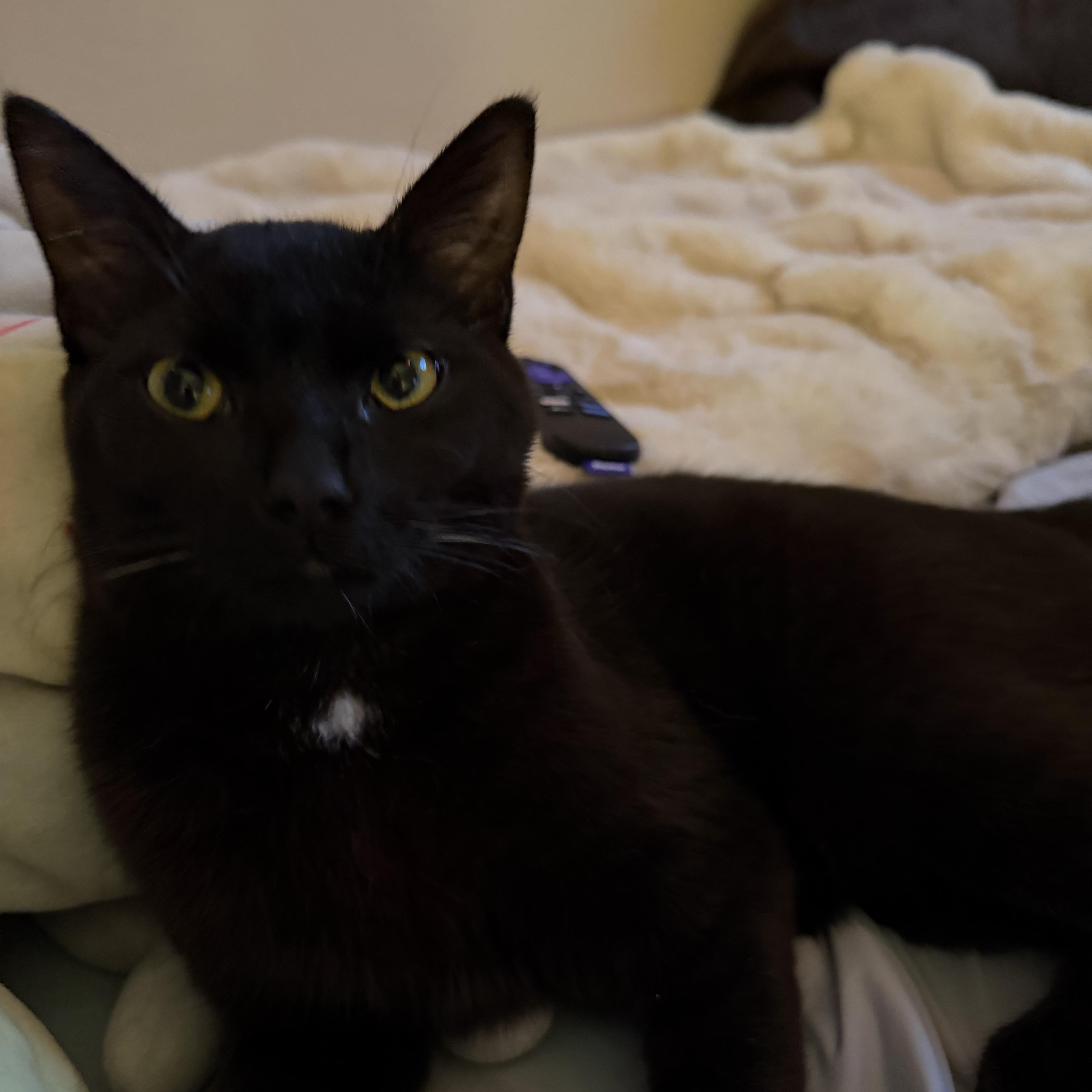 Enlarge Otis and Theo- read the story, an adopted Domestic Short Hair in Portland, OR image 3/4