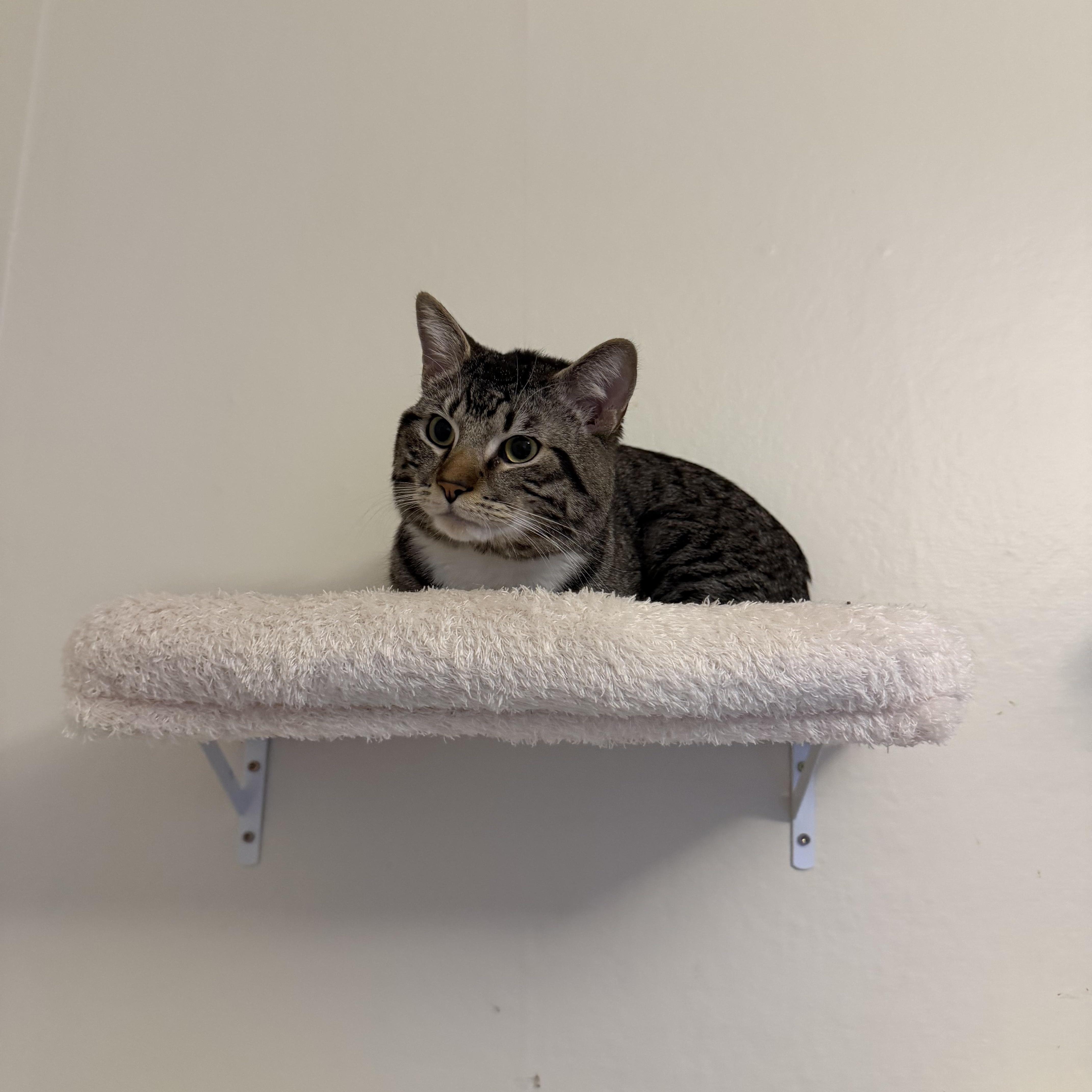 Enlarge Otis and Theo- read the story, an adopted Domestic Short Hair in Portland, OR image 4/4