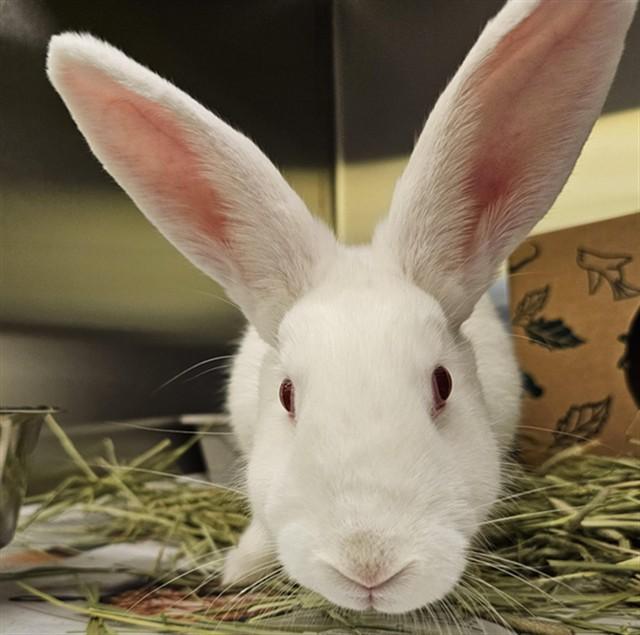 Enlarge SUBZERO, a Adoptable New Zealand in St. Louis, MO image 1/1