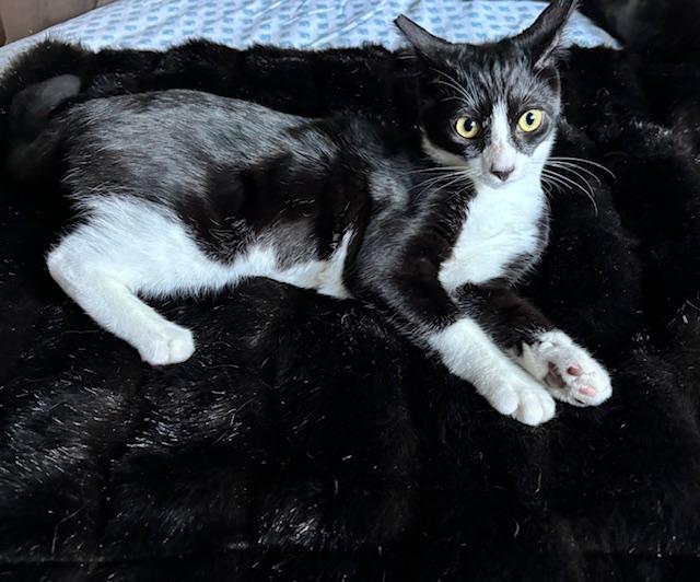 Petunia - Female teen kitten, a Adoptable Tuxedo in San Francisco, CA image 2/2