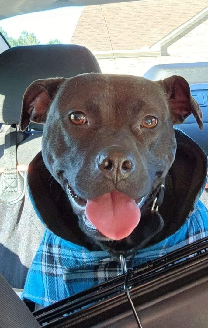 Maggie, Adopted, Young Female Pit Bull Terrier.