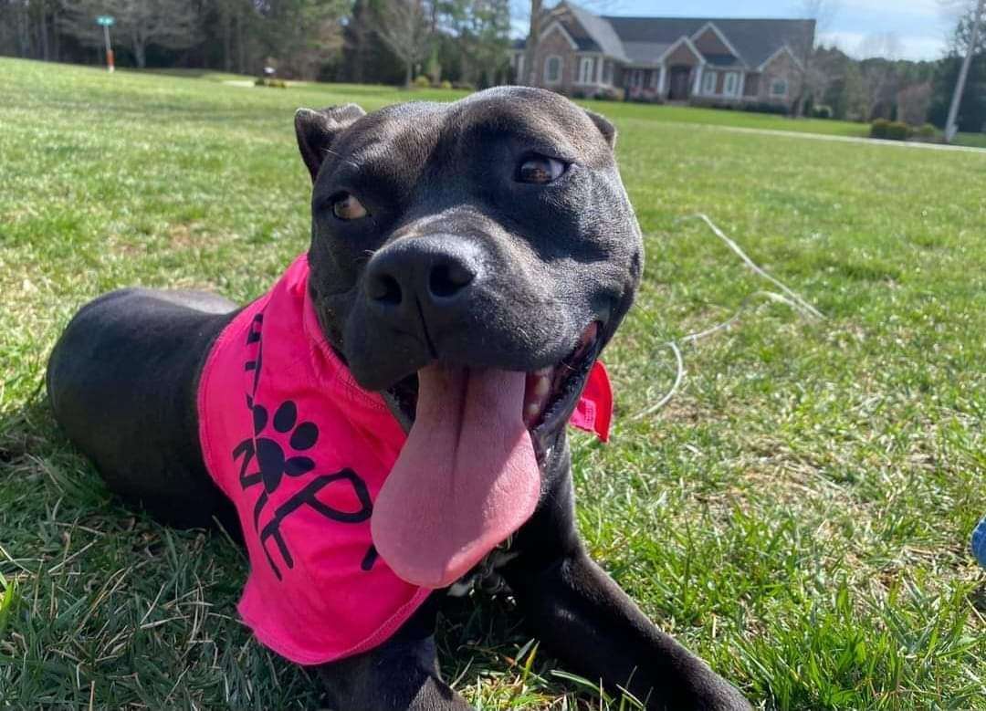 Enlarge Maggie, a Adopted mixed breed in Denver, NC image 2/12