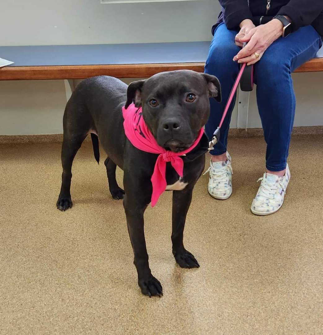 Enlarge Maggie, a Adopted mixed breed in Denver, NC image 3/12