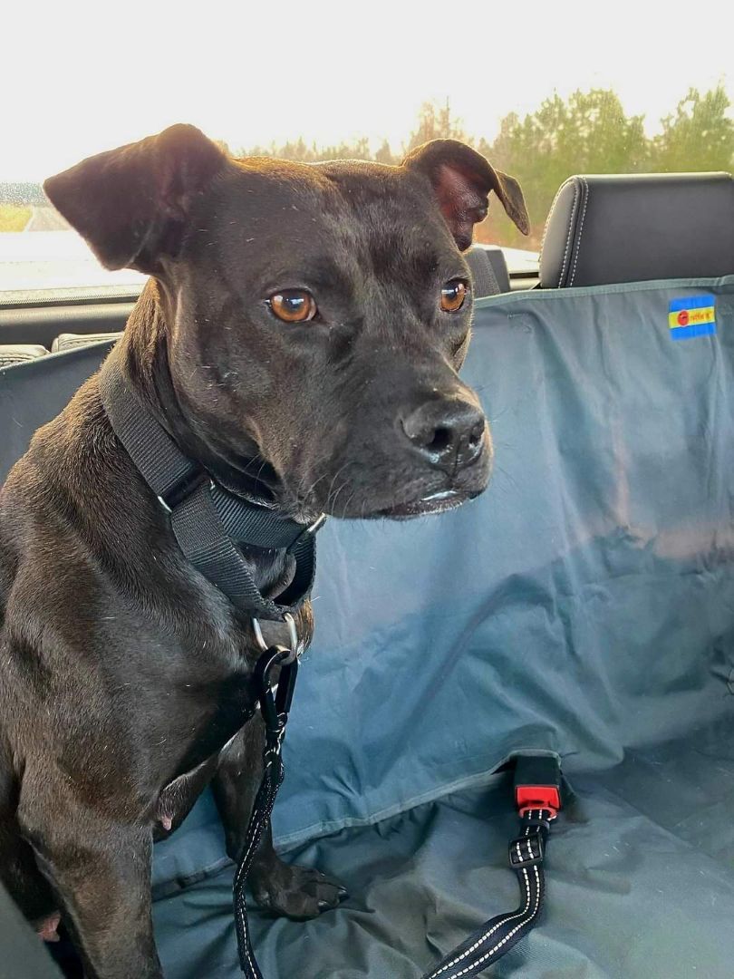 Enlarge Maggie, a Adopted mixed breed in Denver, NC image 4/12