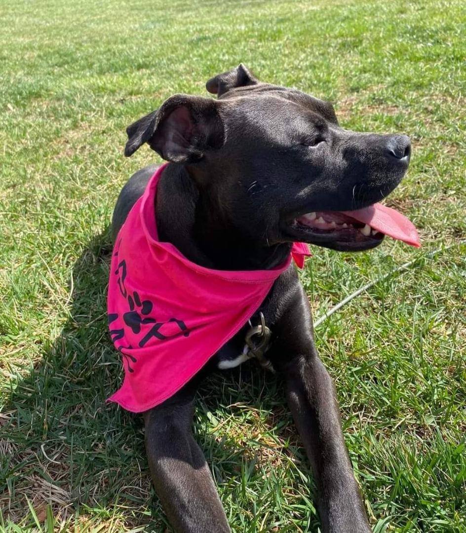 Enlarge Maggie, a Adopted mixed breed in Denver, NC image 6/12