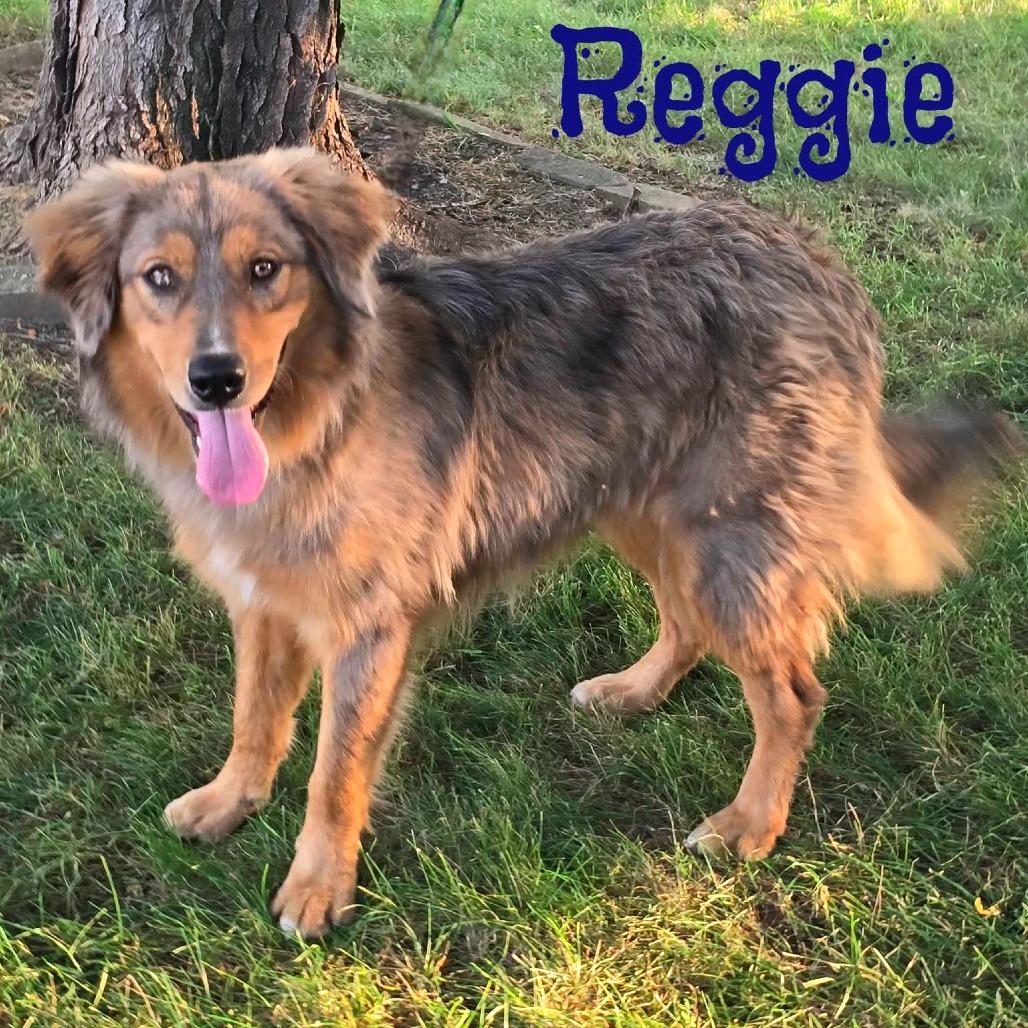 Reggie, Adopted, Adult Male Mixed Breed.