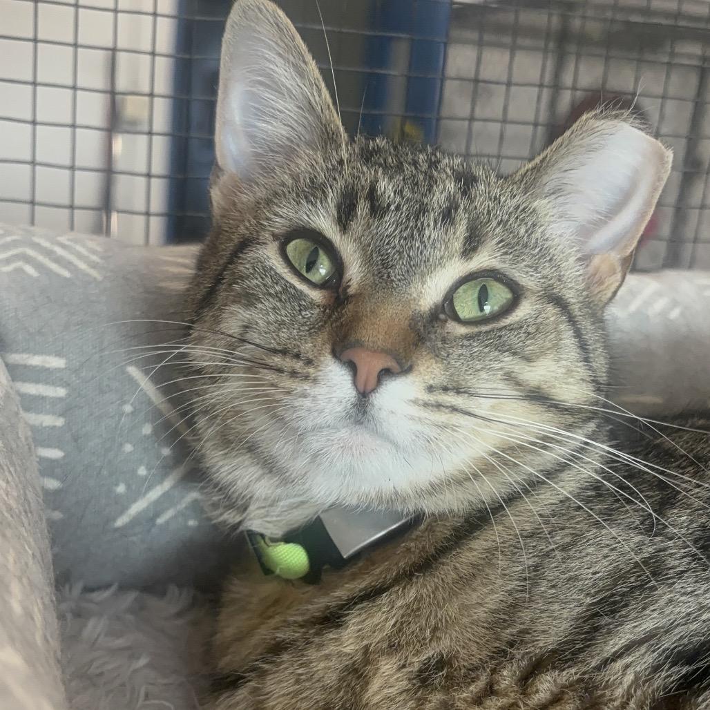 Vivian 89C25, Adoptable, Young Female Domestic Short Hair.