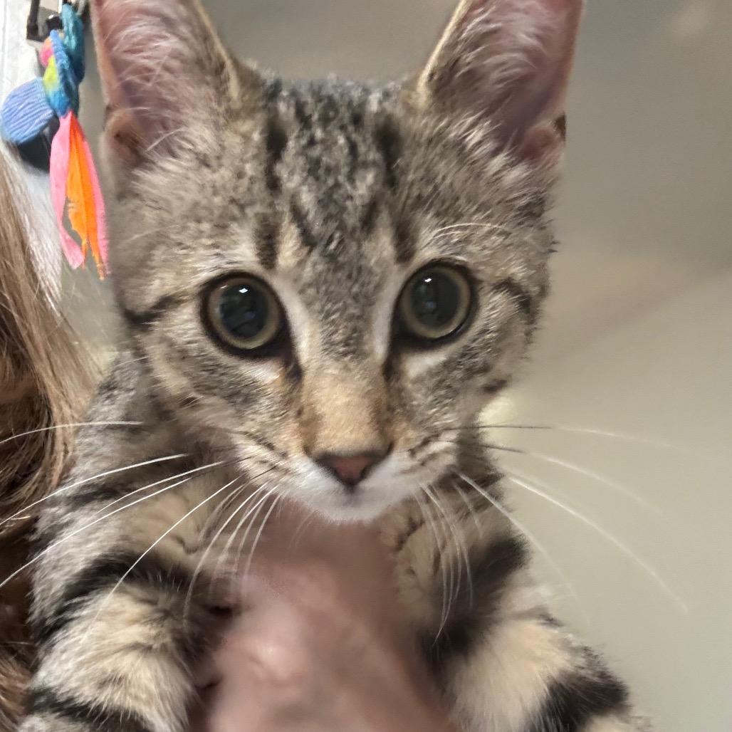 Enlarge Vivian 89C25, a Adoptable Domestic Short Hair in Napoleon, OH image 1/3