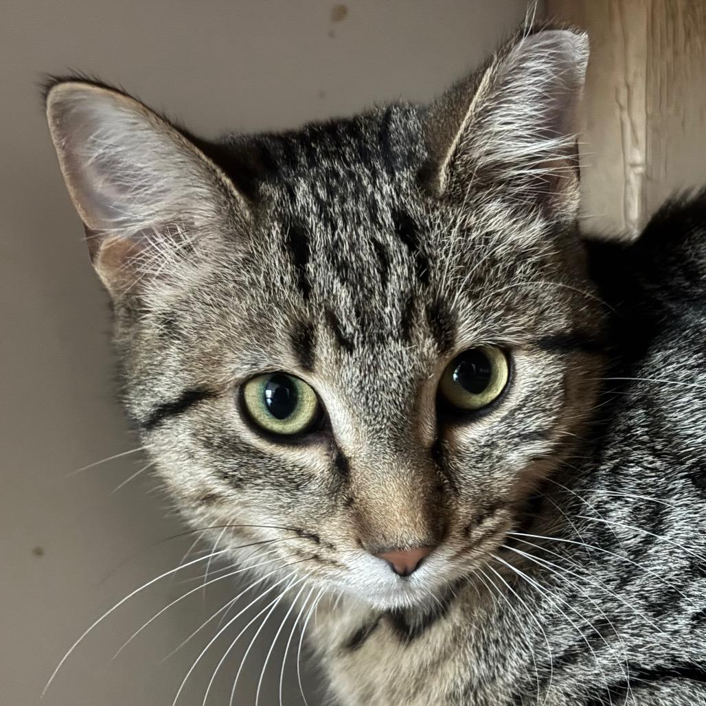 Enlarge Vivian 89C25, a Adoptable Domestic Short Hair in Napoleon, OH image 2/3